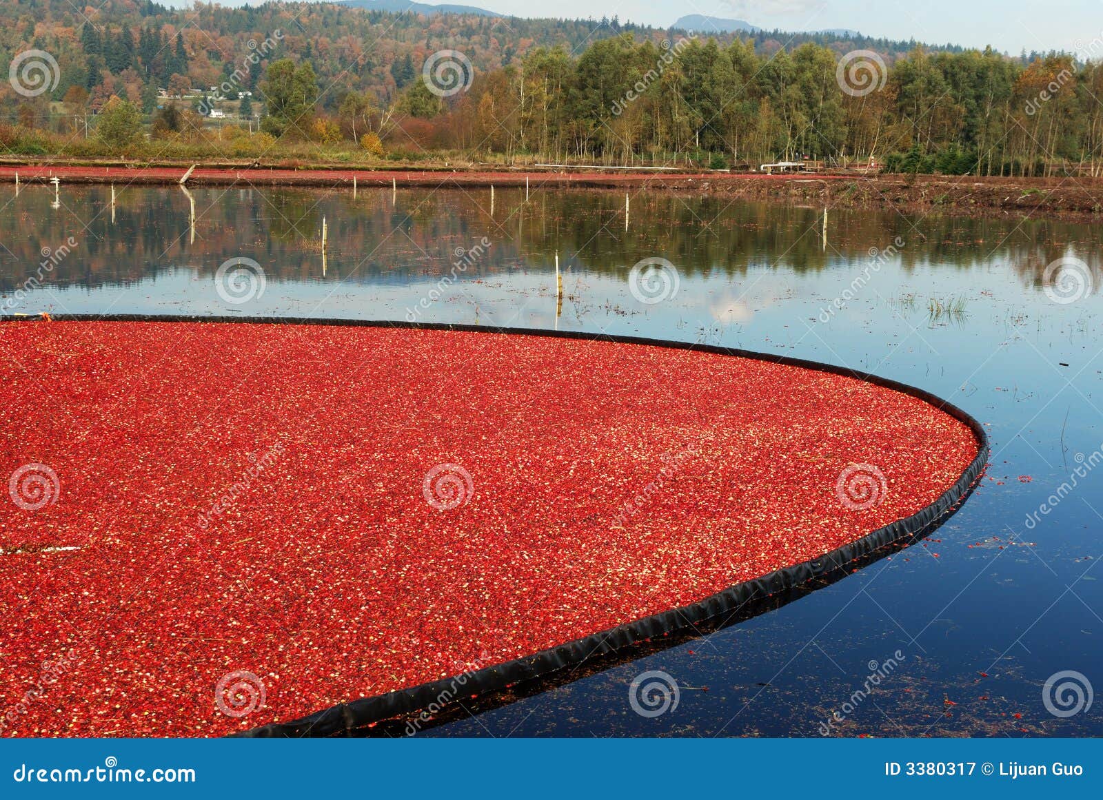 Cranberry bog stock image. Image of organic, harvest, orchard 3380317