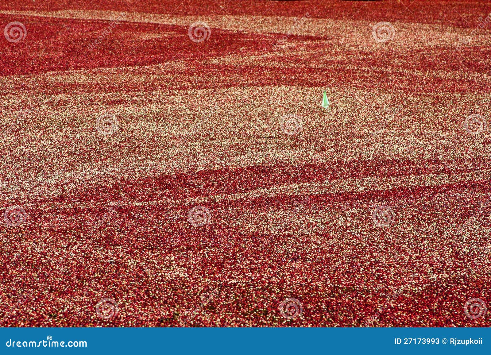 Cranberry Bog at Harvest Time Stock Image Image of autumn, water
