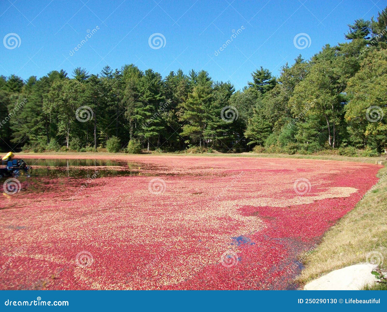 Cranberry bog stock photo. Image of tree, crop, garden 250290130