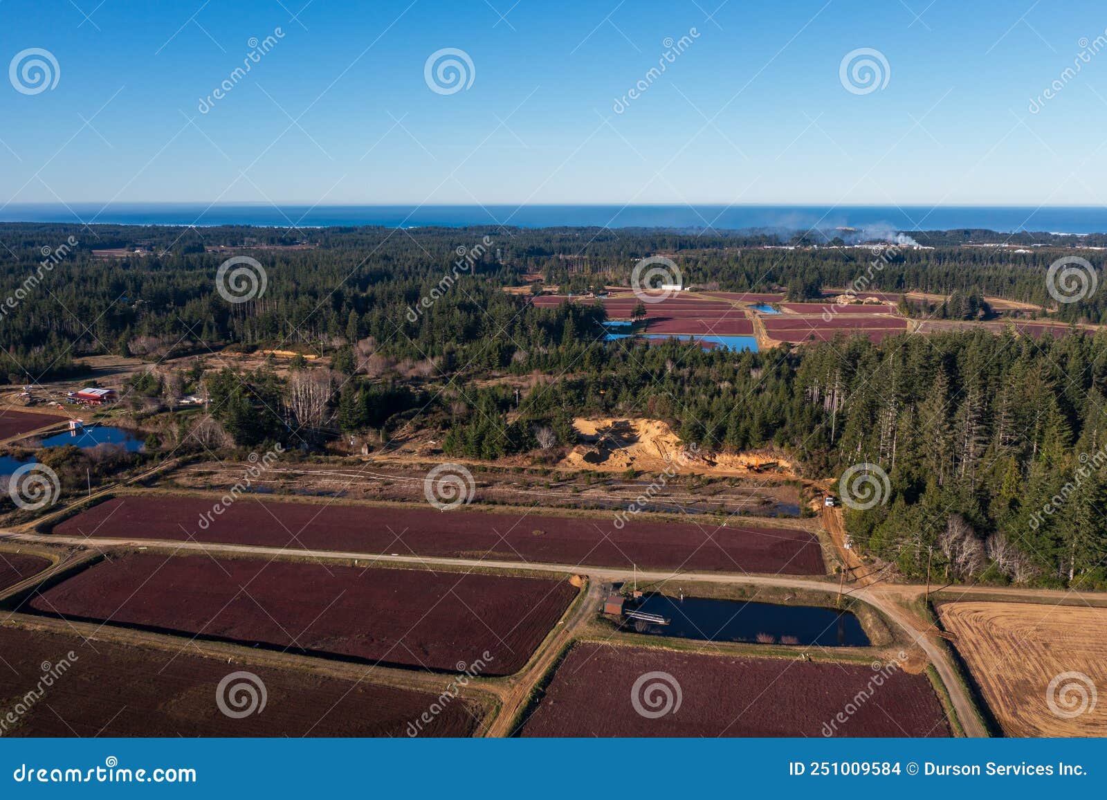 cranberry bogs in southern oregon.