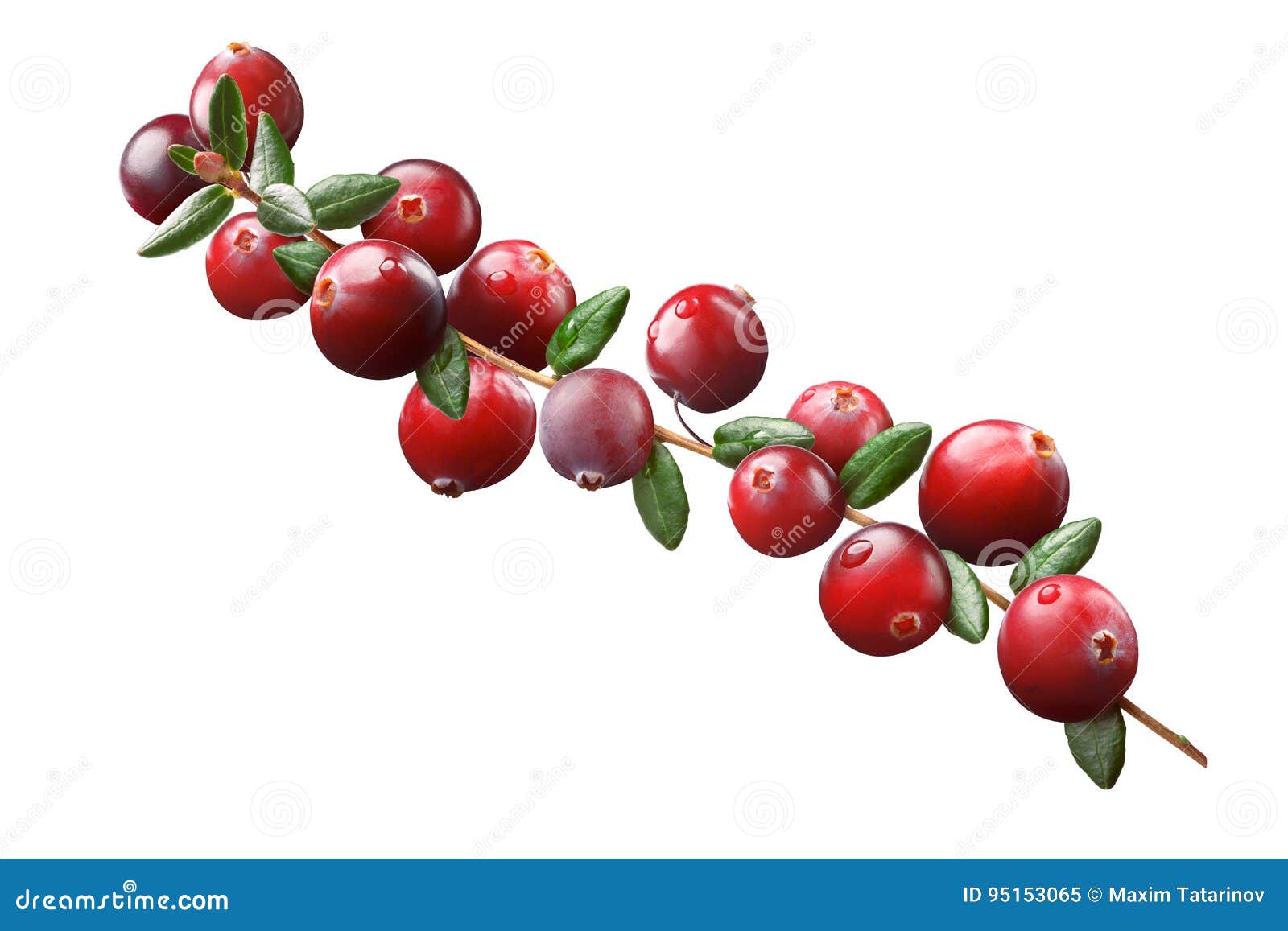 Cranberry Branch Composition, Clipping Paths Stock Image Image of