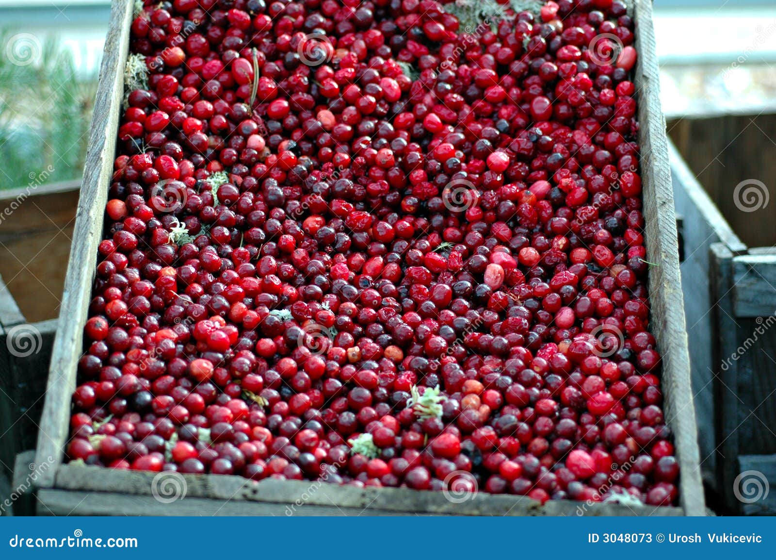 Cranberry crate stock image. Image of berries, fall, cranberry 3048073