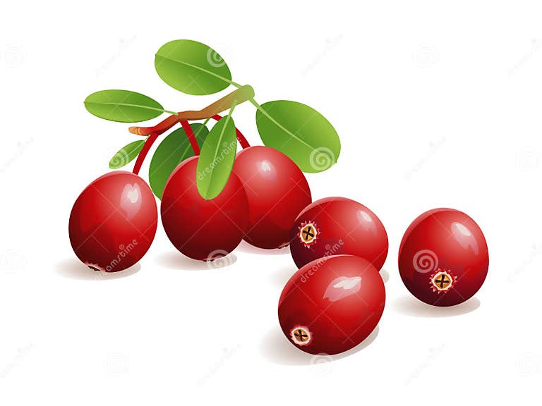 Cranberry Fruit stock vector. Illustration of vitamins 21261321