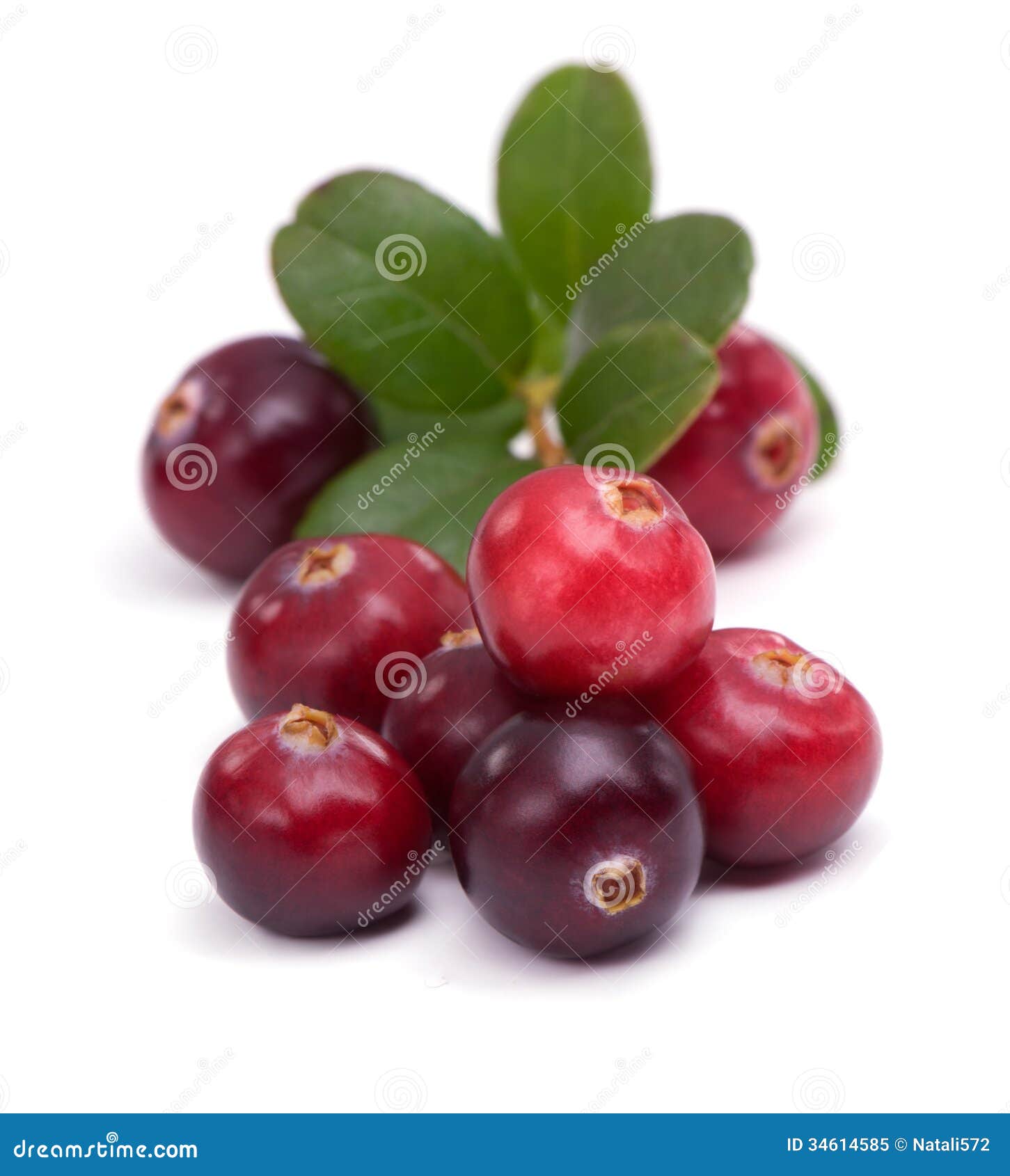 Cranberry with Green Leaves Stock Image Image of culinary, cooking 34614585
