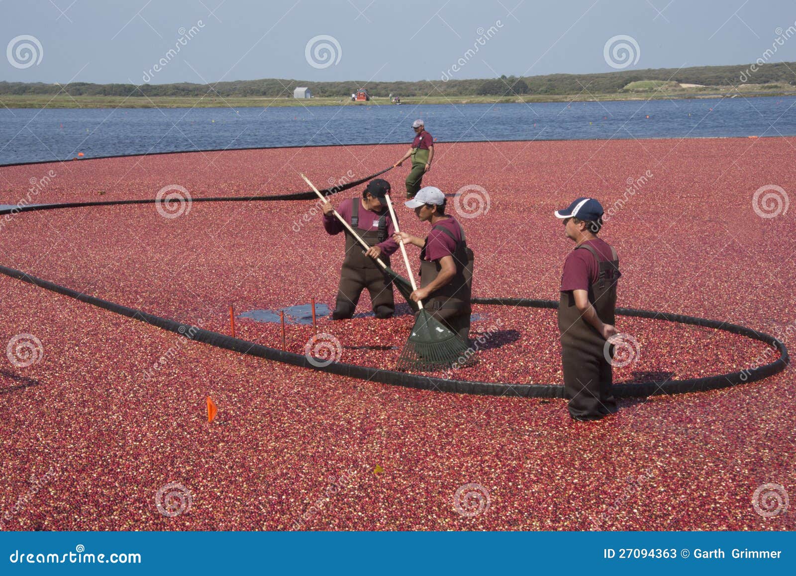 Cranberry harvester editorial stock photo. Image of color 27094363