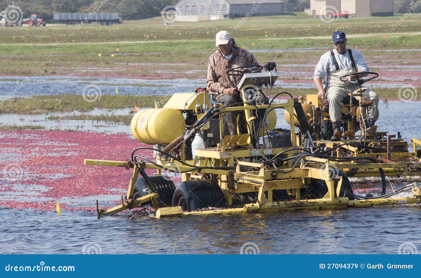 Cranberry harvesters editorial stock image. Image of fruit 27094379