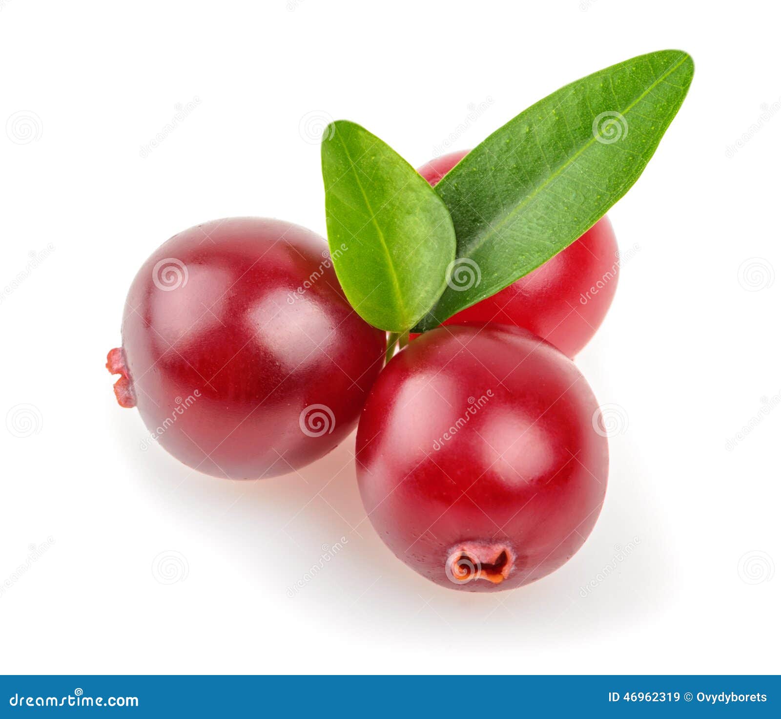 Cranberry isolated stock image. Image of healthy, ingredient 46962319