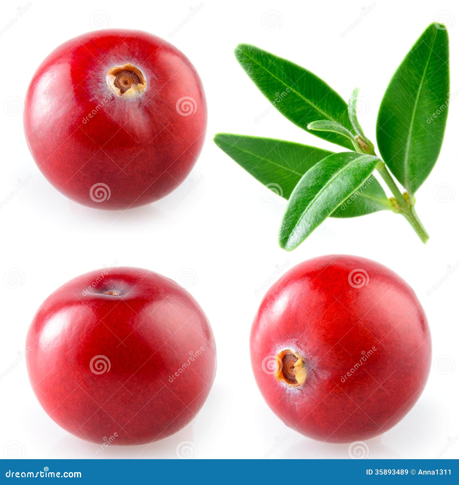 Cranberry with Leaf. Collection on White Background Stock Image Image