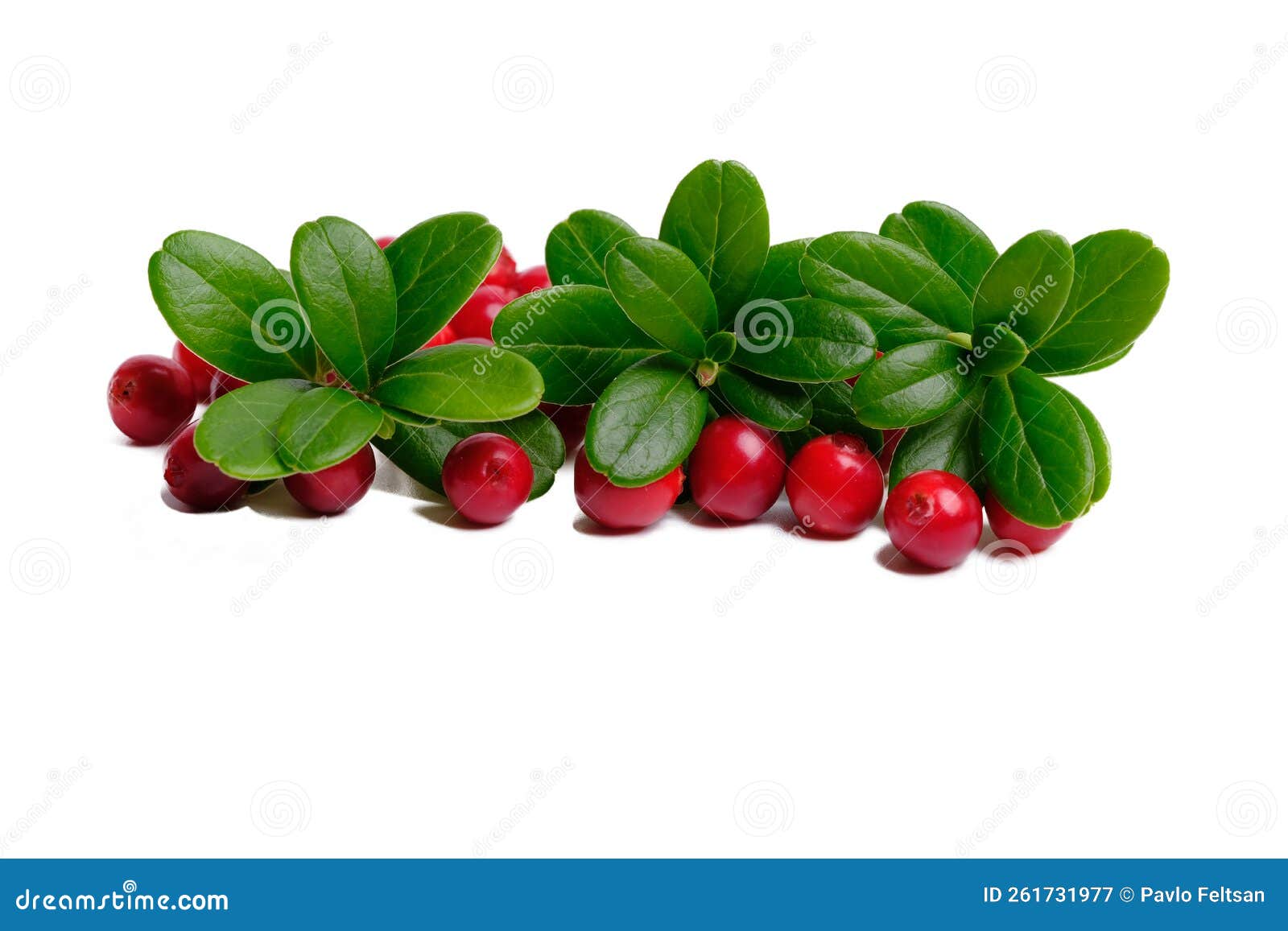 Cranberry with Leaves Isolated. Fresh Cranberry. Full Depth of Field Stock Image Image of
