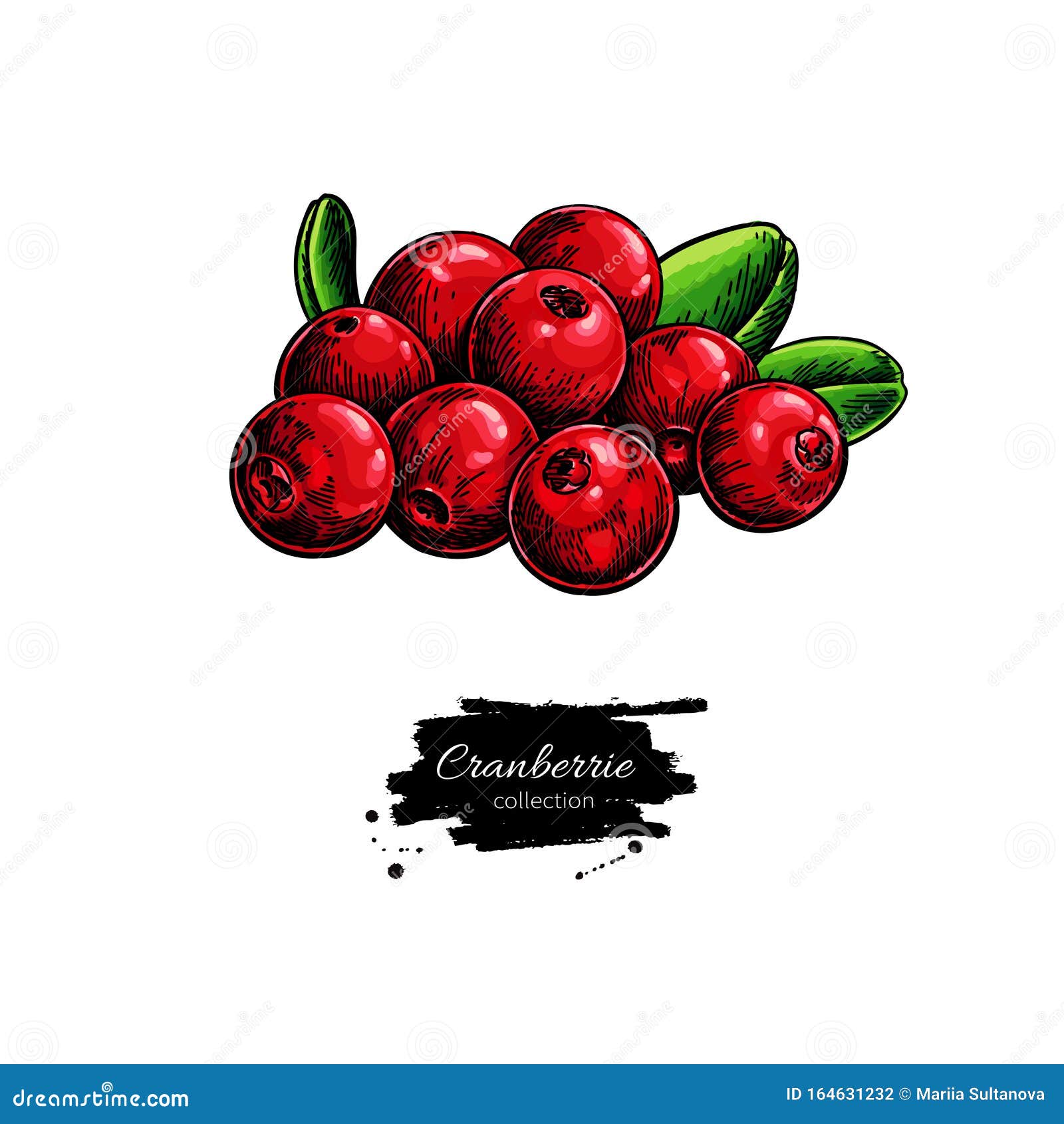 Cranberry Vector Drawing. Isolated Berry Heap Sketch on White