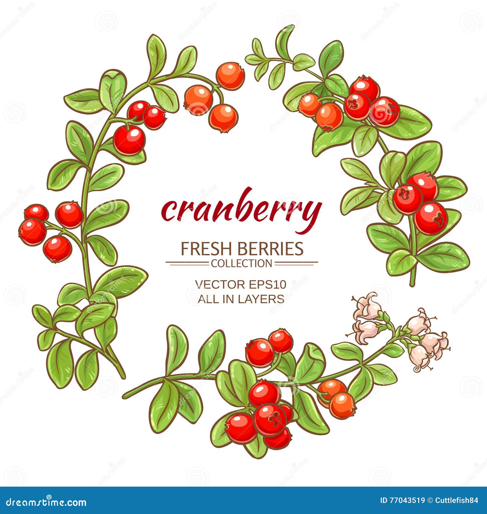 Cranberry Stock Illustrations 9,899 Cranberry Stock Illustrations
