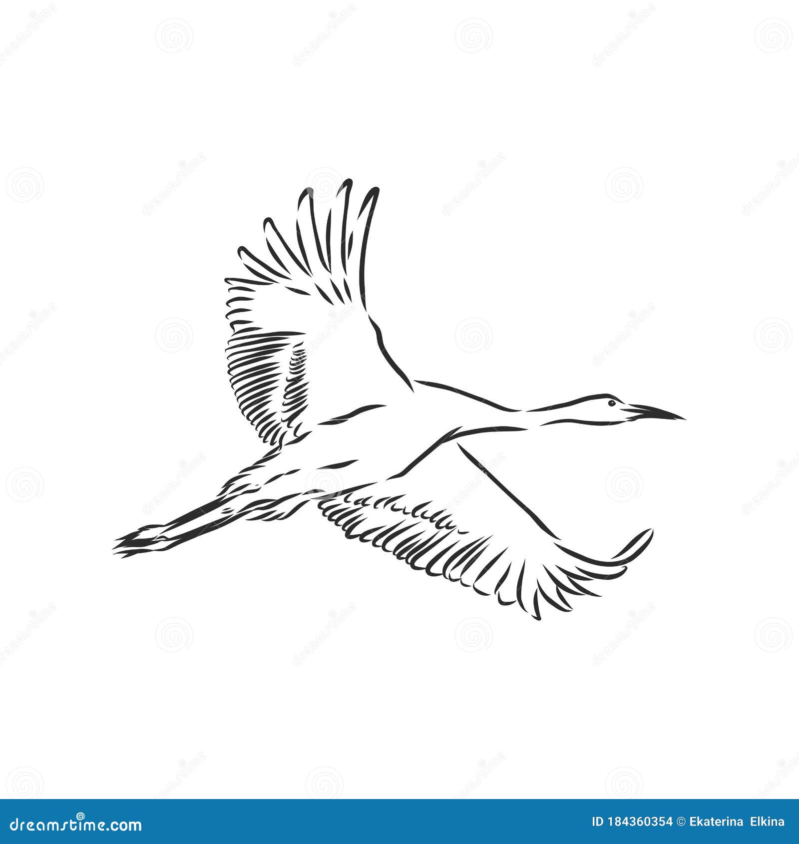 Crane bird. Ink and watercolor drawing - Stock Illustration [73687513] -  PIXTA