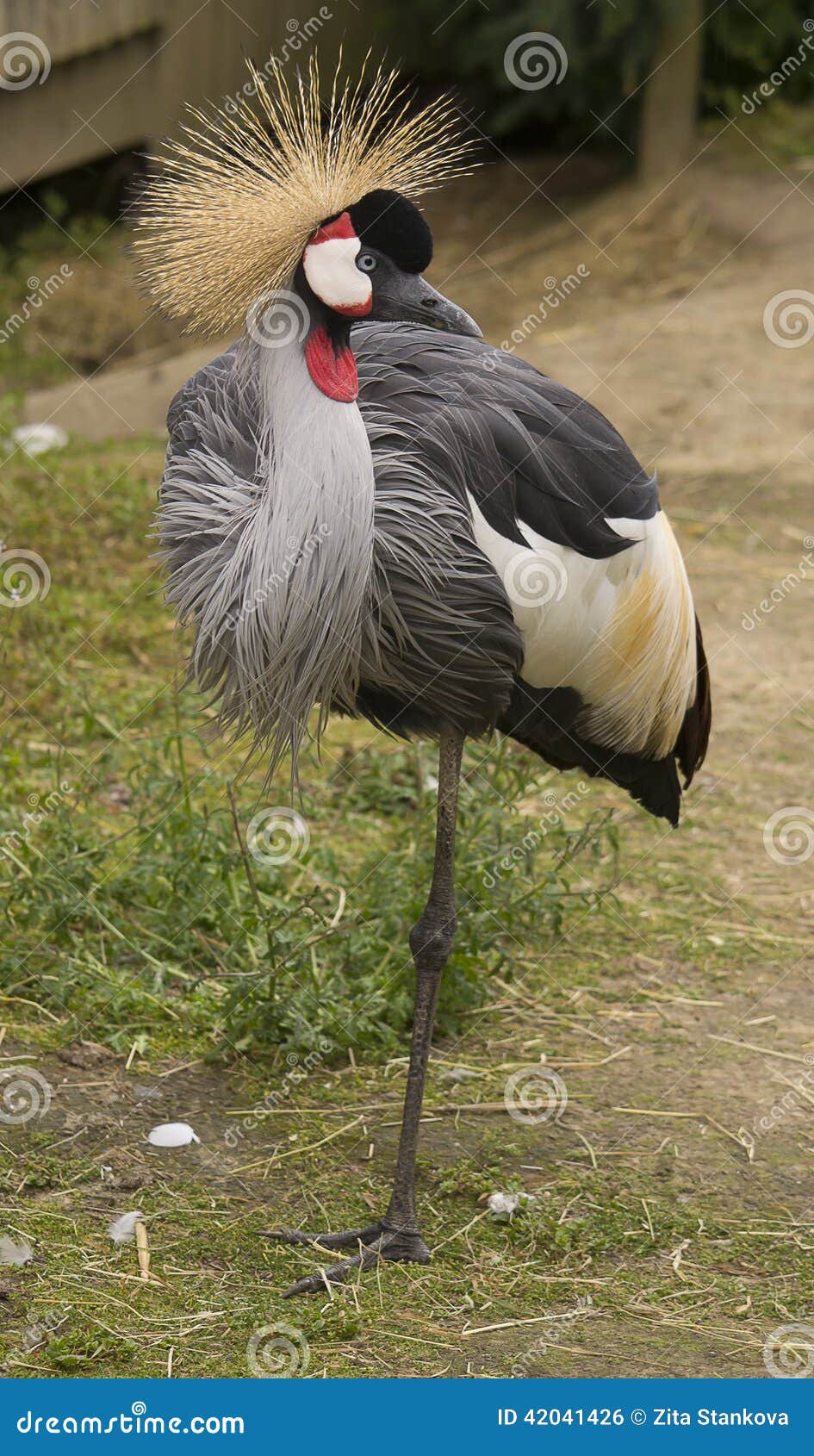 Crane bird stock photo. Image of yellow, resting, crane 42041426