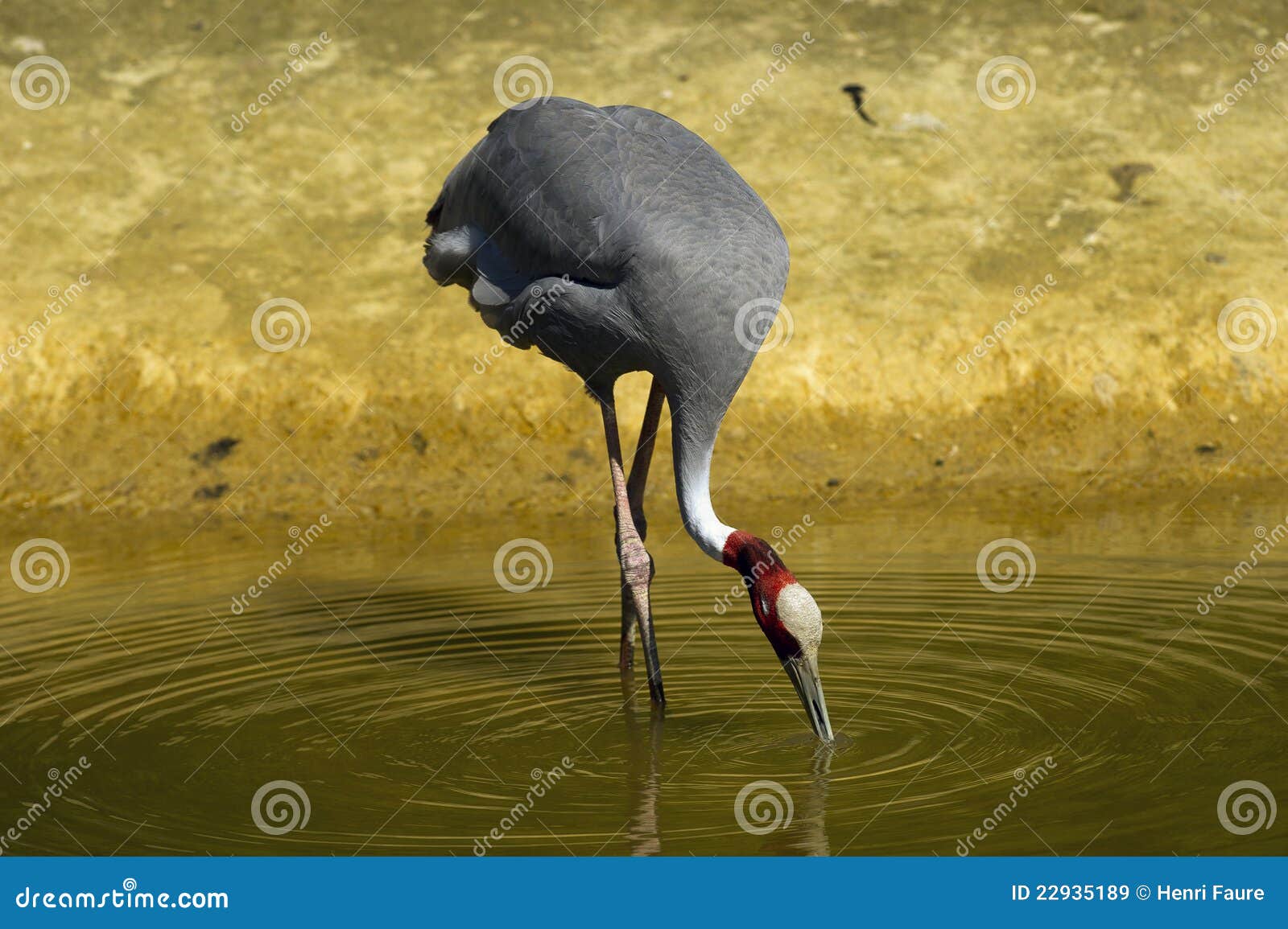 Crane feeding stock image. Image of bird, crane, feed 22935189