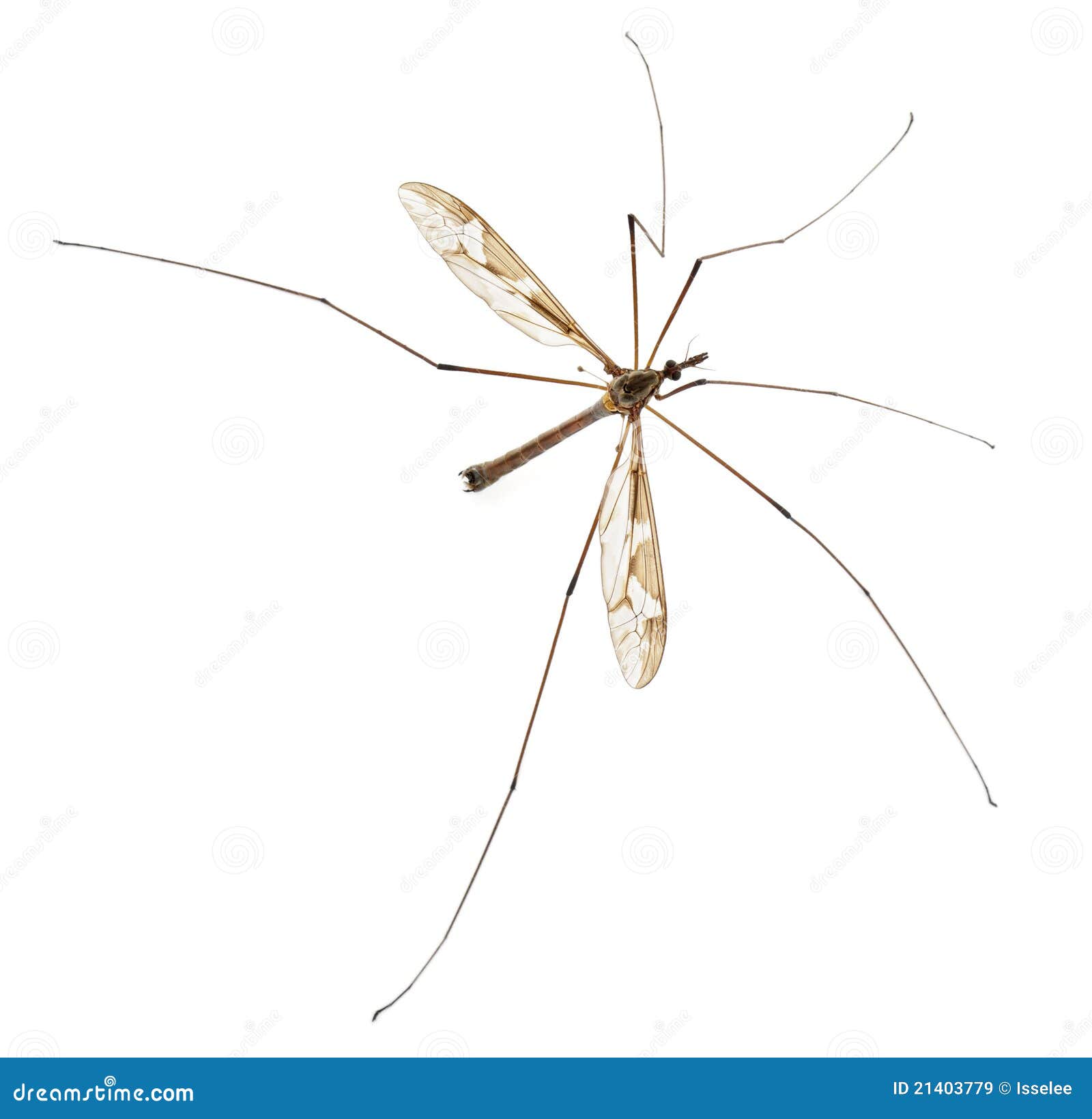 crane fly or daddy long-legs, tipula maxima