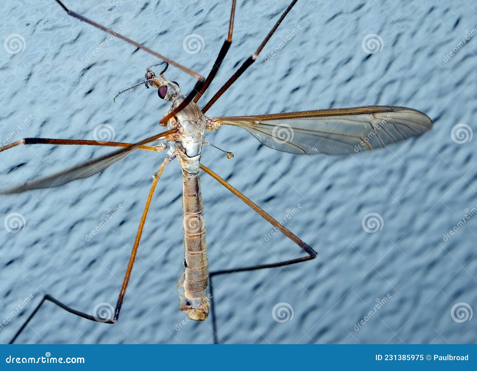 Crane Fly (Diptera family) often called a Daddy Long Legs, underside view  as it 'perches' on the glass of a patio door Stock Photo - Alamy