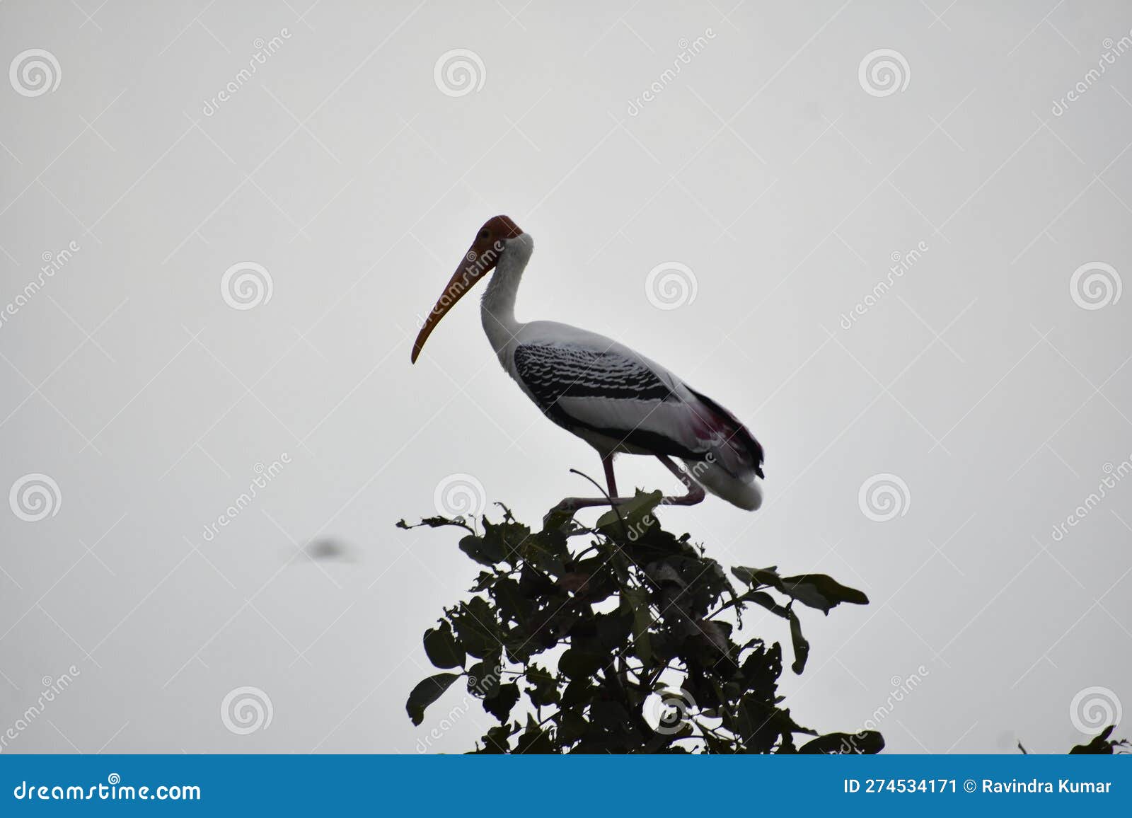 A Crane is a Kind of Large Bird with a Long Neck and Long Legs. Stock