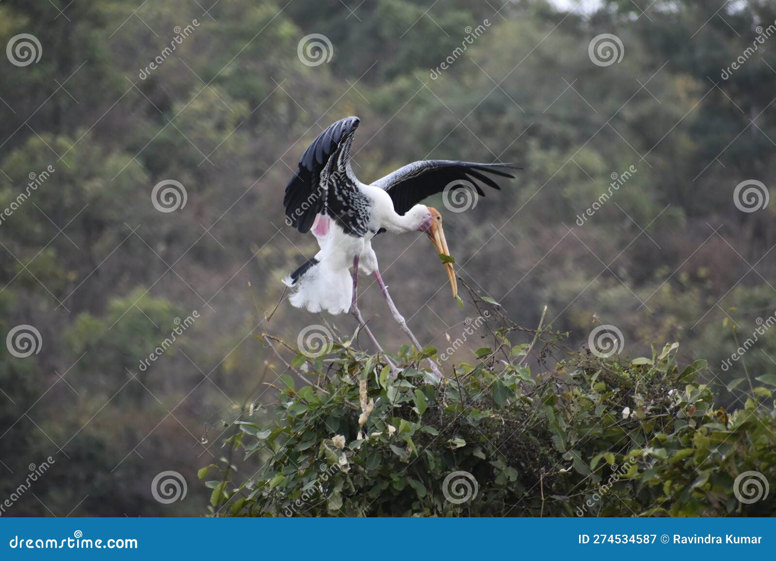A crane is a Kind of Large Bird with a Long Neck and Long Legs. Stock