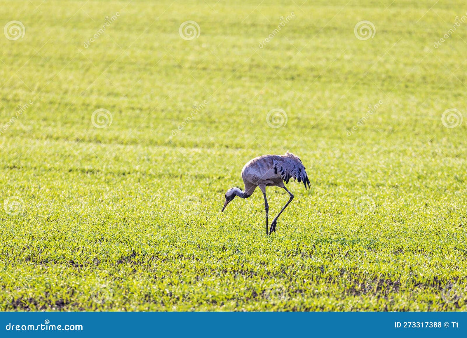 Crane Walking on a Field in the Spring Sun Stock Photo Image of field