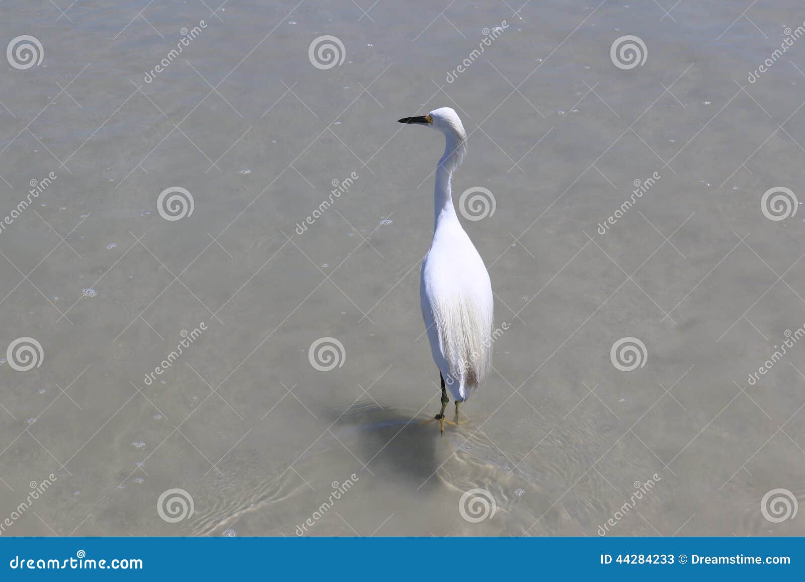 Crane walking in water stock image. Image of birds, coloful 44284233