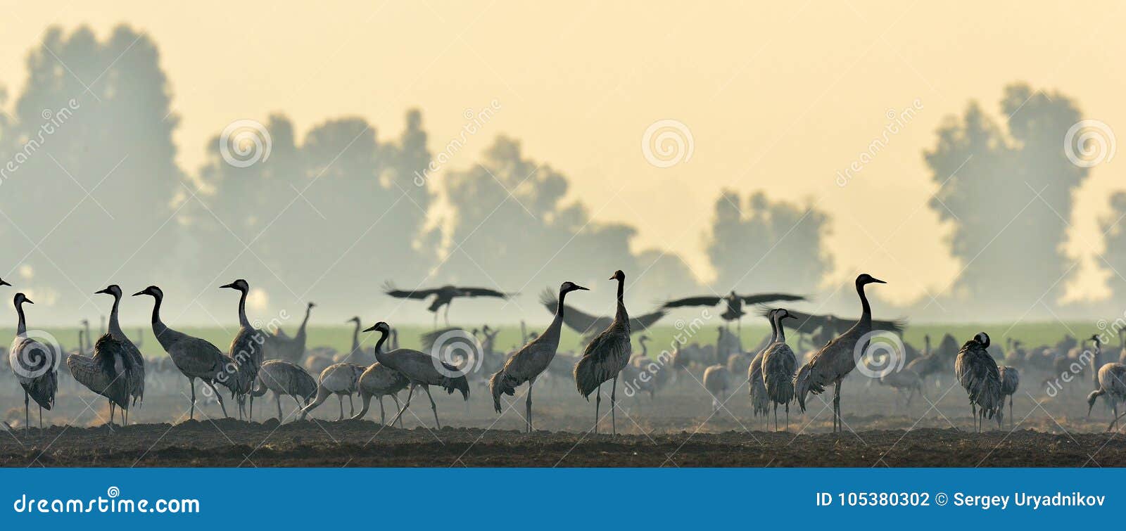 cranes in a field foraging. common crane, grus grus.