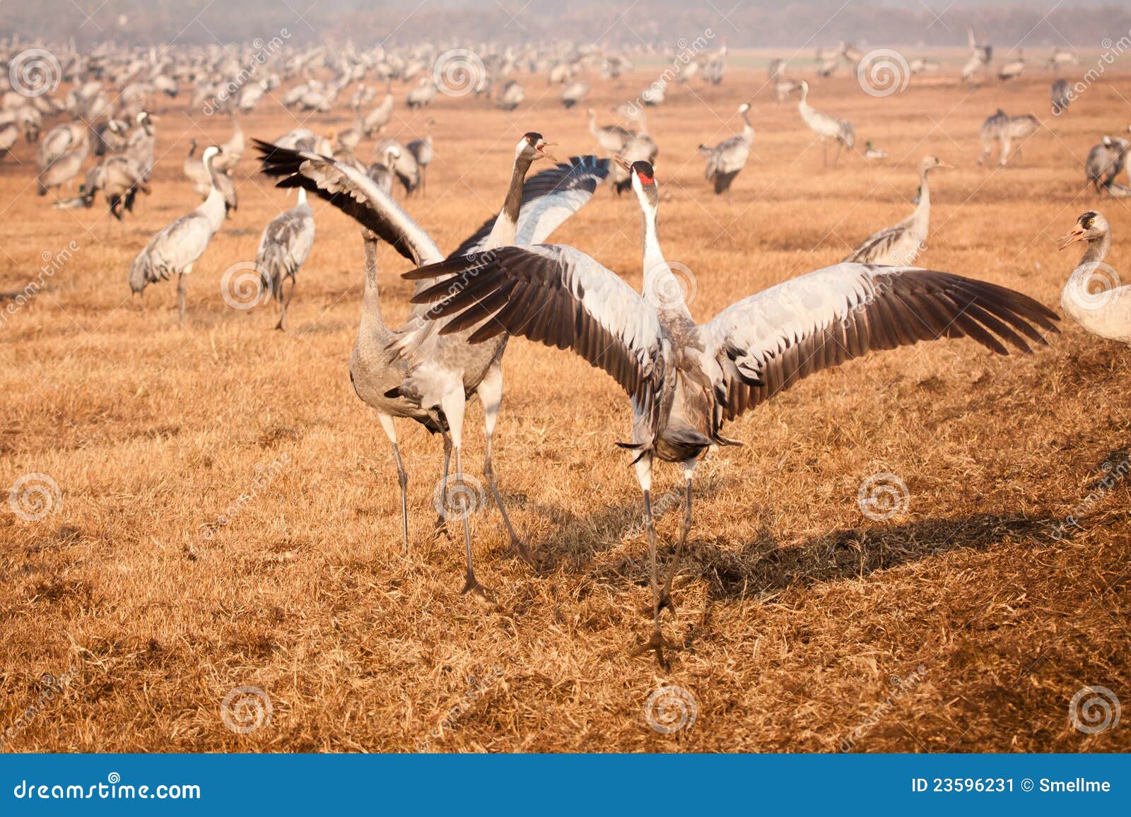 Cranes fighting stock image. Image of legs, grus, grey