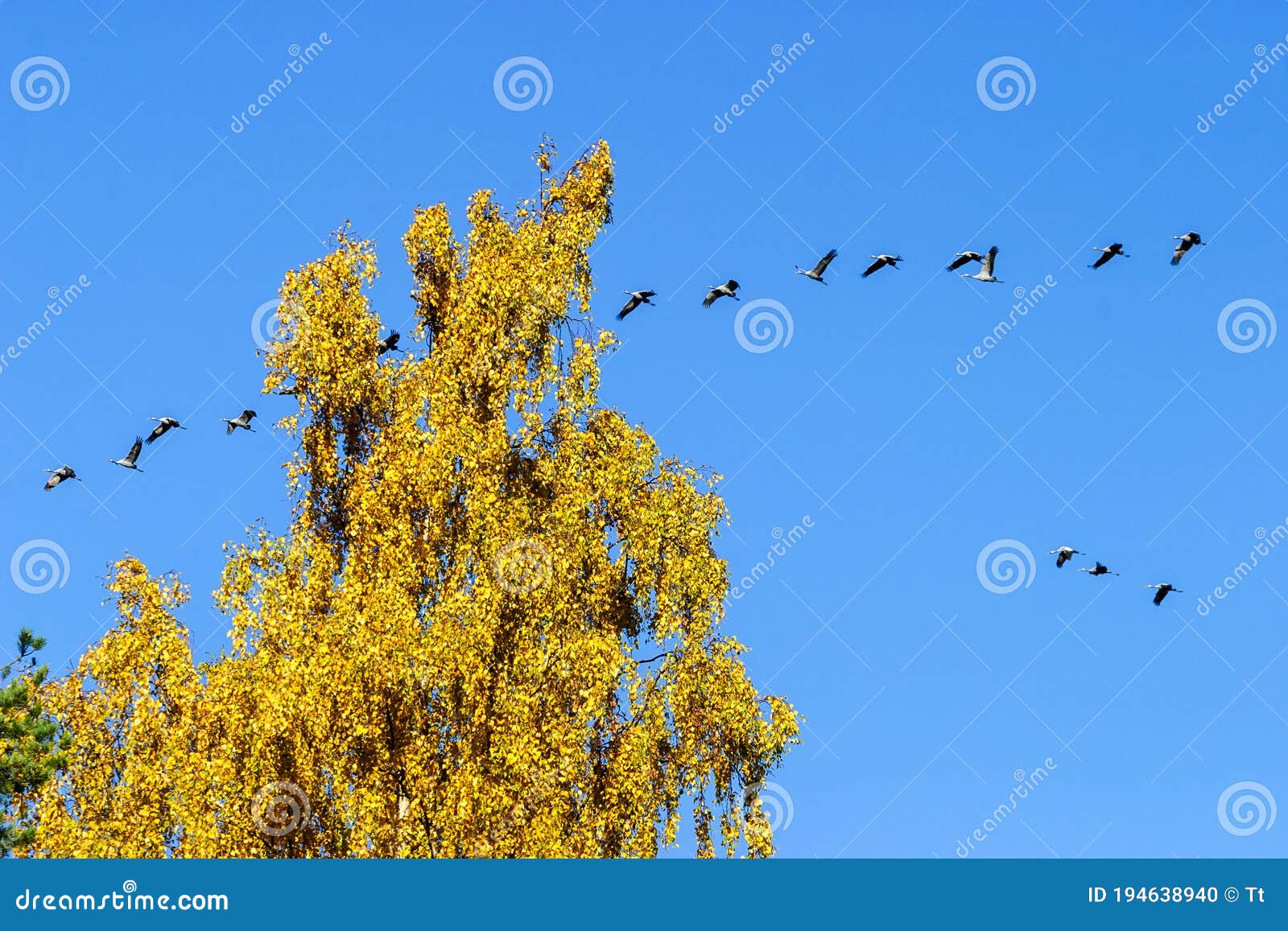 cranes that migrate to the south in autumn