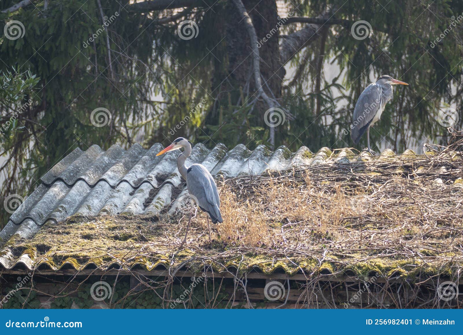 Cranes at a Roof Watching the Area Stock Image Image of nature