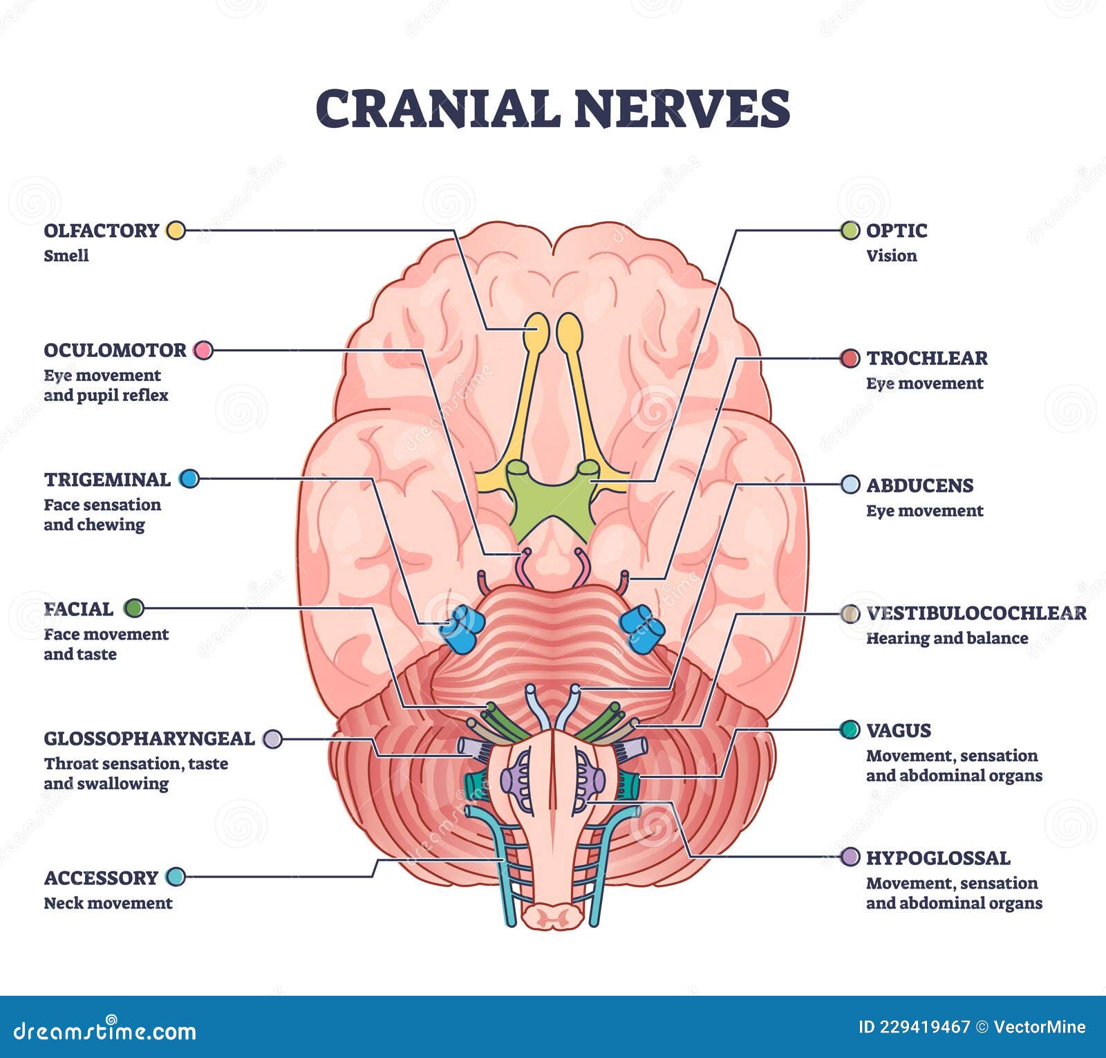 cranial nerves pairs with anatomical sensory functions in outline diagram