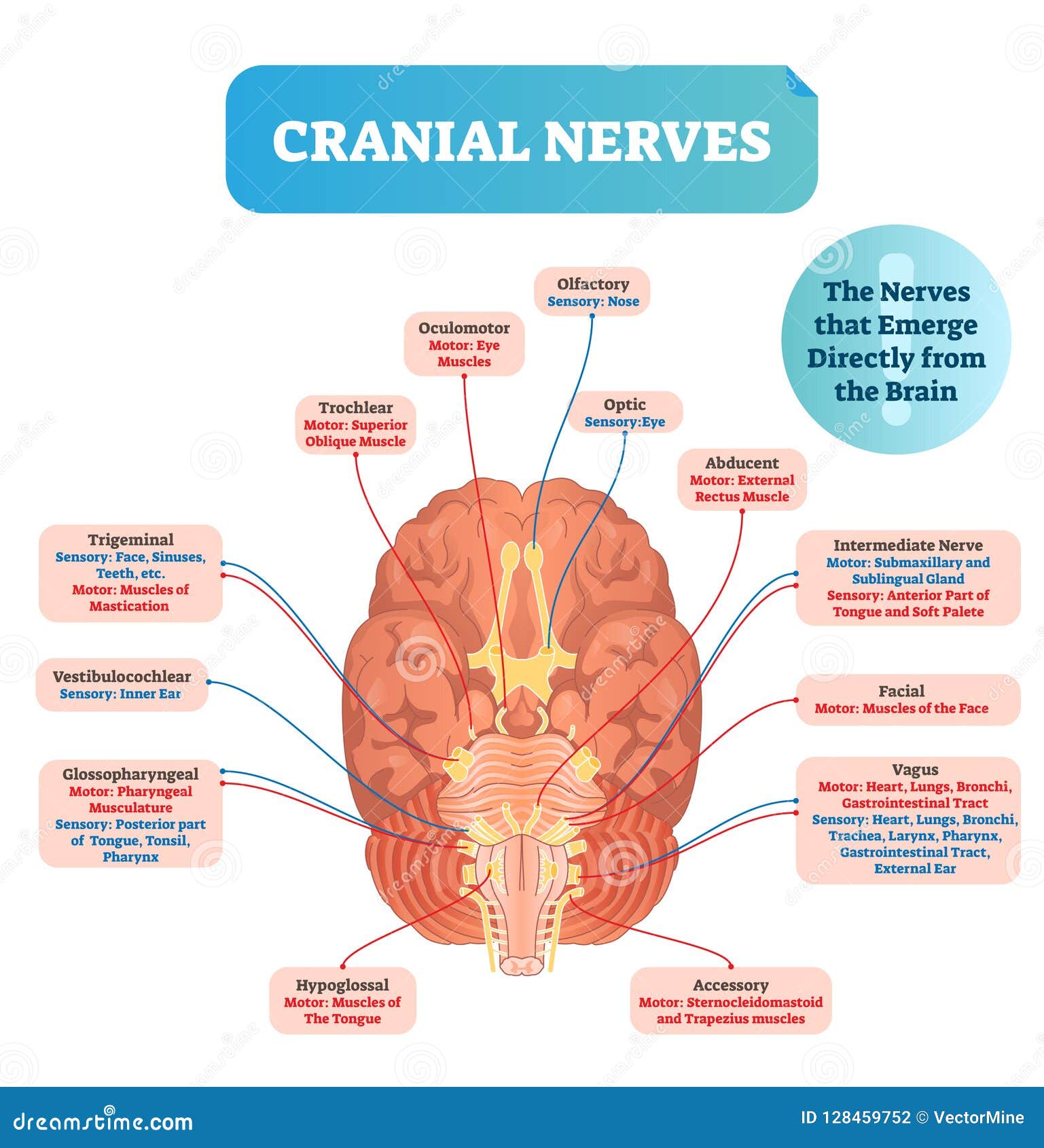 Cranial Nerves Vector Illustration  Labeled Diagram With