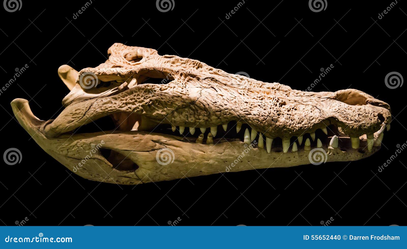 Зубы отсутствуют у черепах крокодилов. Череп нильского крокодила. Зубы крокодила череп. Череп крокодила спереди. Череп маленького крокодила.