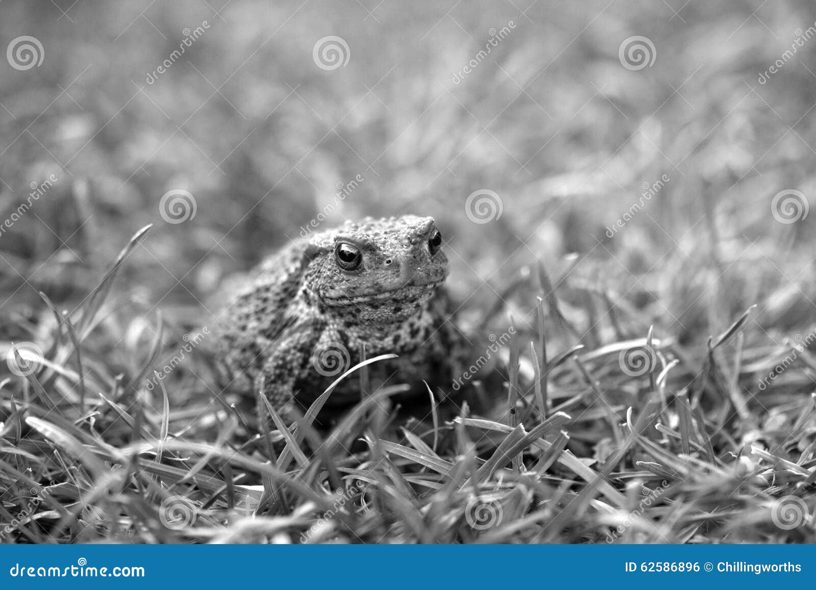 Crapaud Dedans Parmi L'herbe Photo stock Image du herbe, orientation