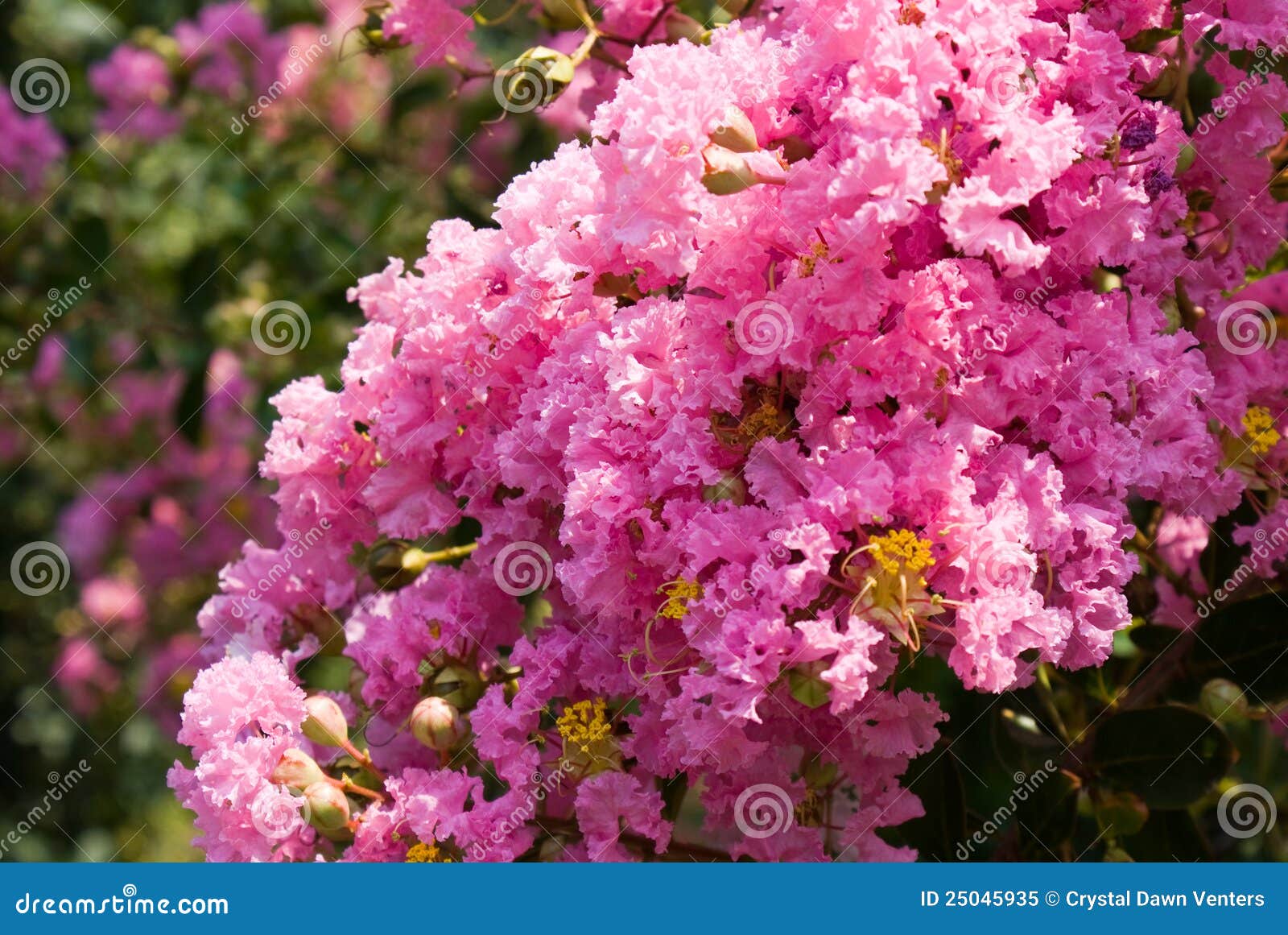 Crape Myrtle stock image. Image of crepe, pink, summer - 25045935