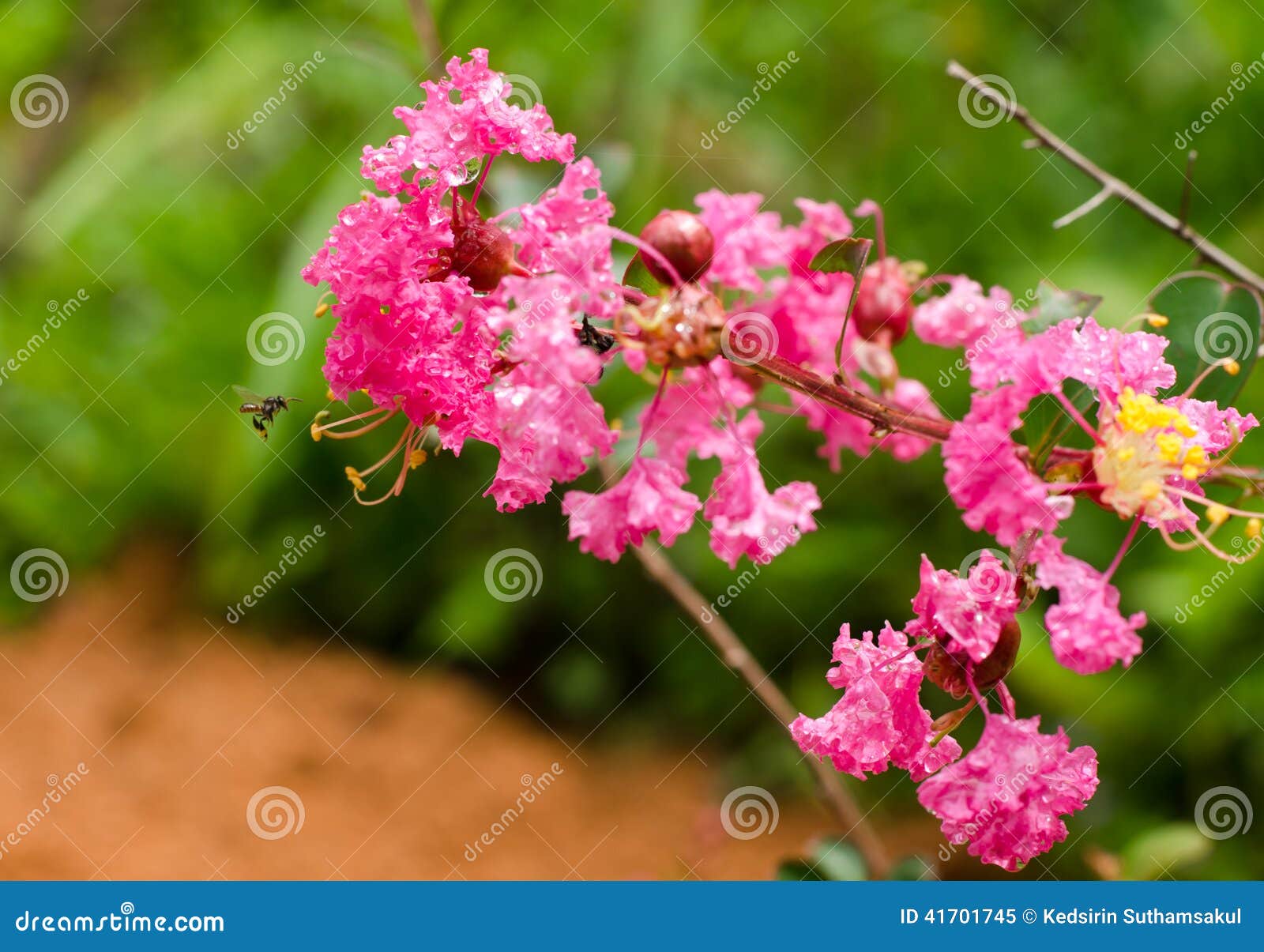 Crape myrtle flower stock image. Image of botanical, crapemyrtle - 41701745