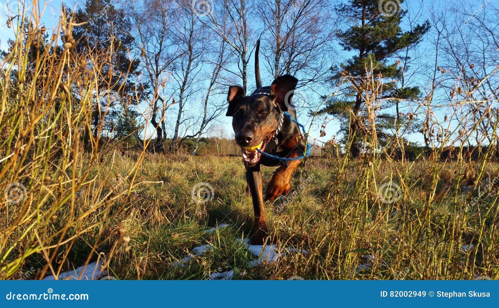 Crashkurs. Sonnenuntergang do por do sol da bola do cão do Doberman