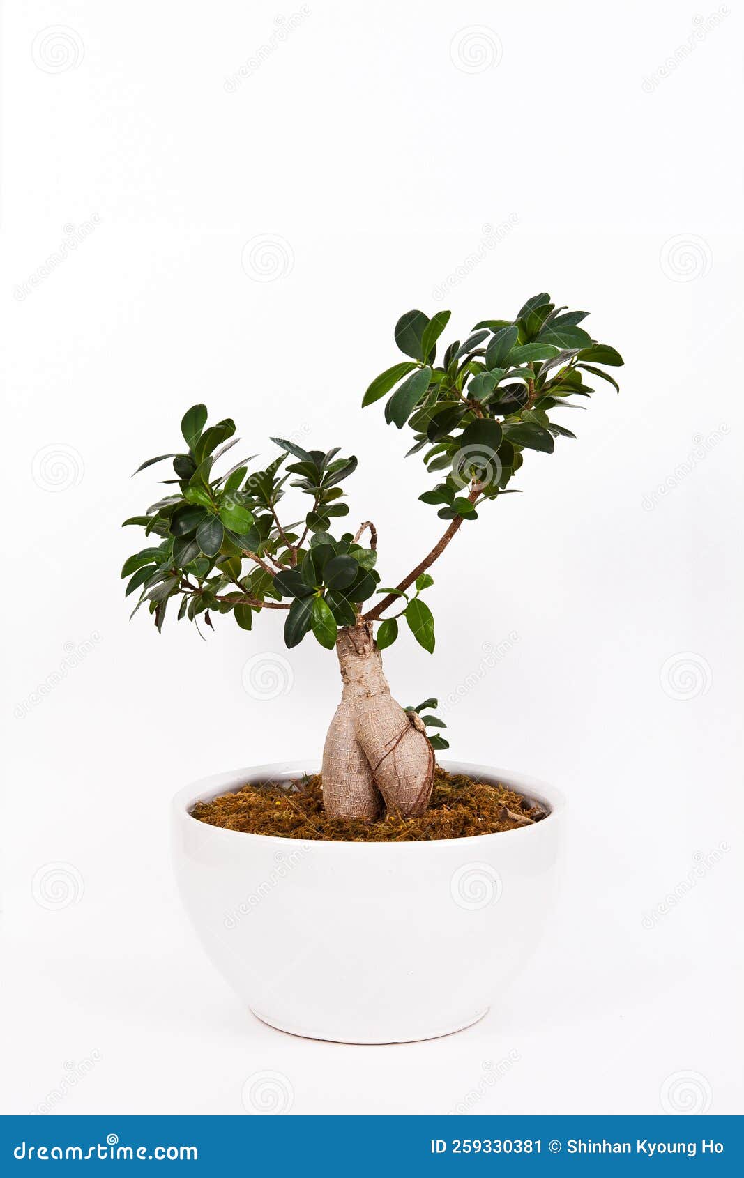 Crassula Portulasea Planted In A Potted Plant The Background Has A add-black-backgrounds-online-free-x-design