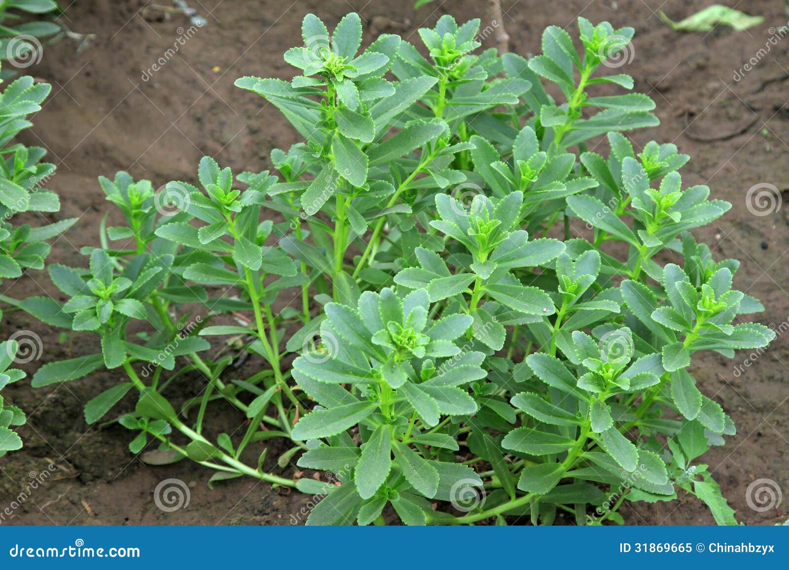 Natural Plant Food For Herbs Natural Plant Food For Herbs