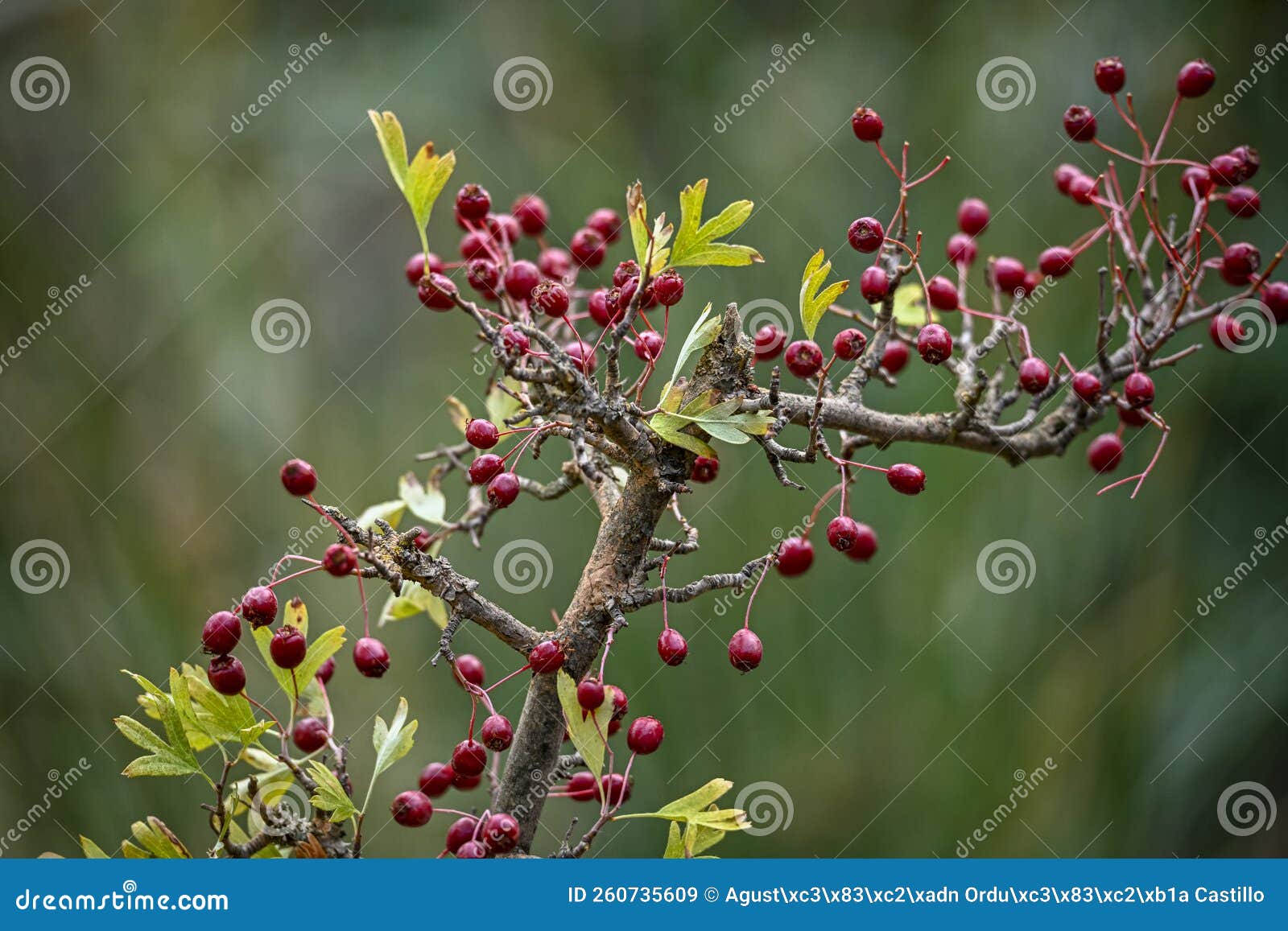 crataegus monogyna - arbusto y frutos del majuelo. espino, frutos silvestres.