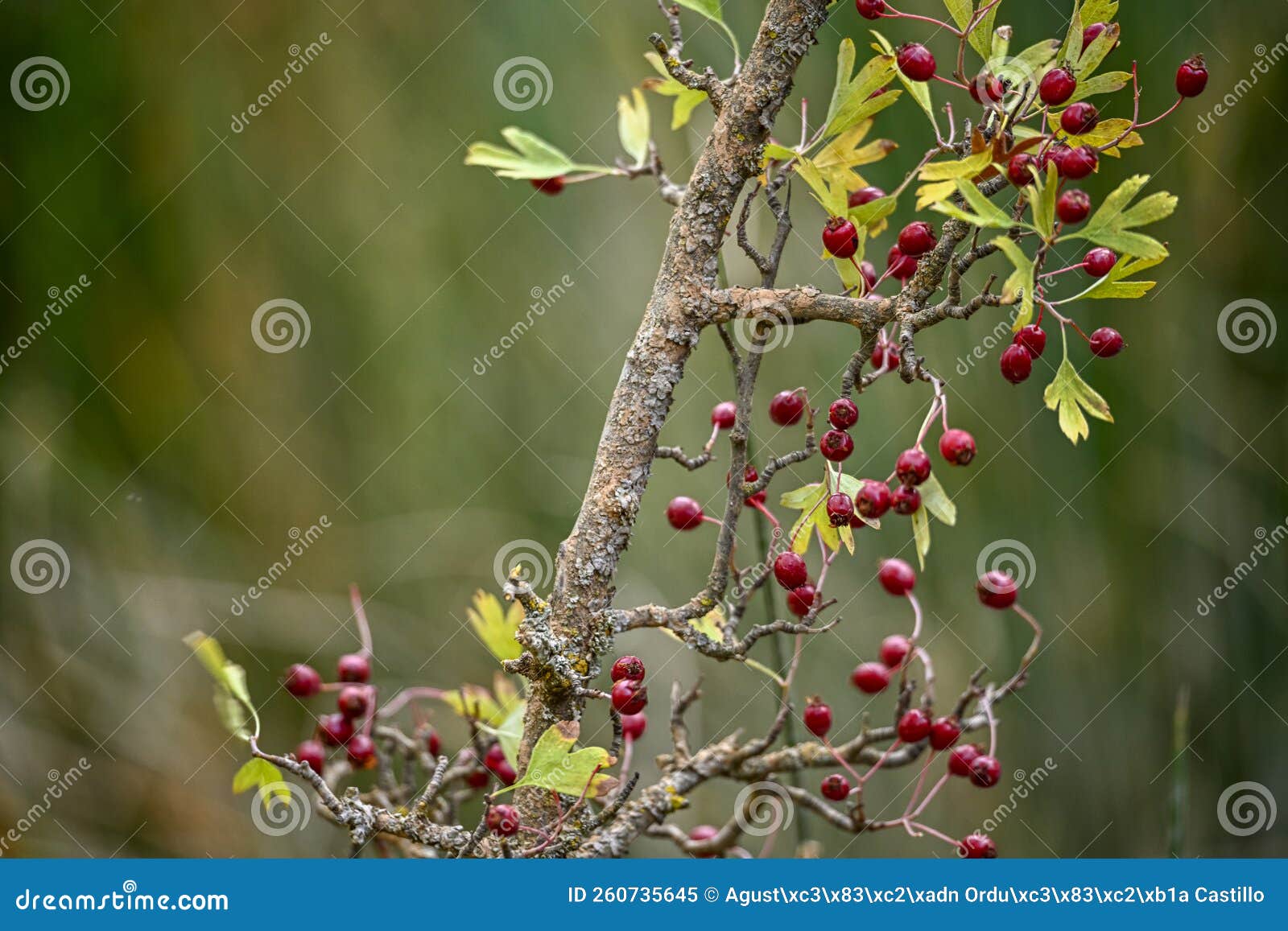 crataegus monogyna - arbusto y frutos del majuelo. espino, frutos silvestres.