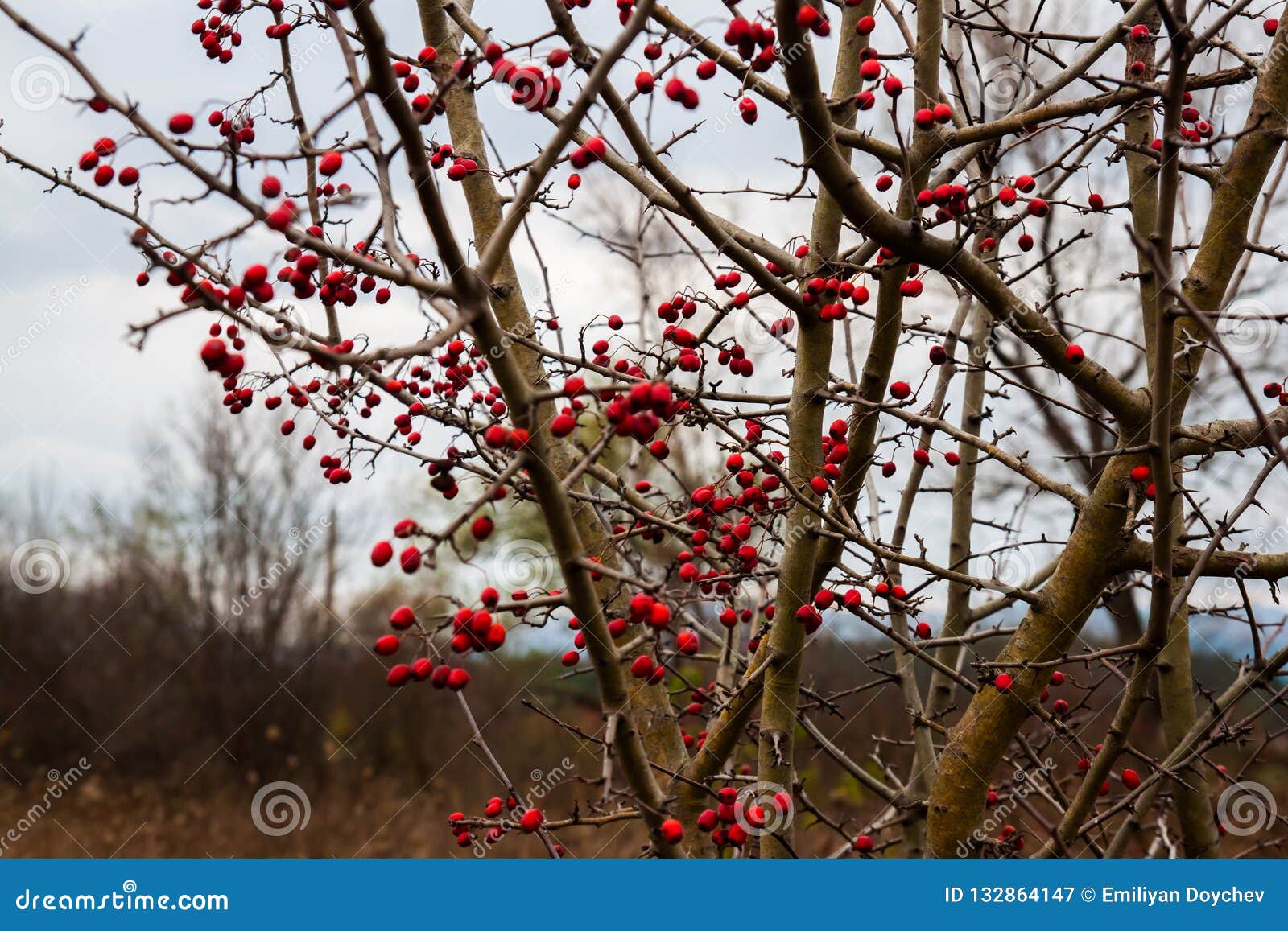 Crataegus monogyna stock image. Image of beautiful, crataegus - 132864147