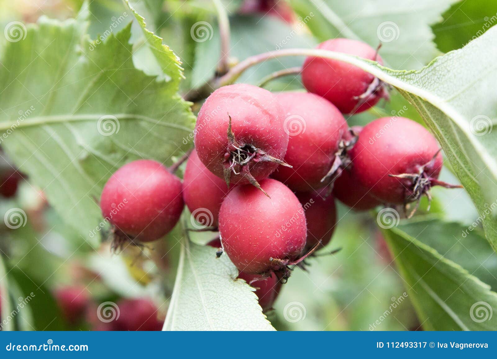 crataegus pinnatifida, chinese haw, chinese hawthorn, chinese hawberry with fruits