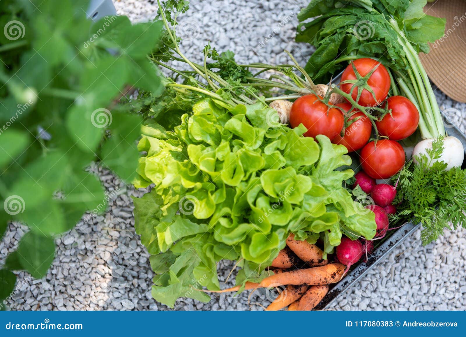 crate full of freshly harvested vegetables in a garden. homegrown bio produce concept. top view.