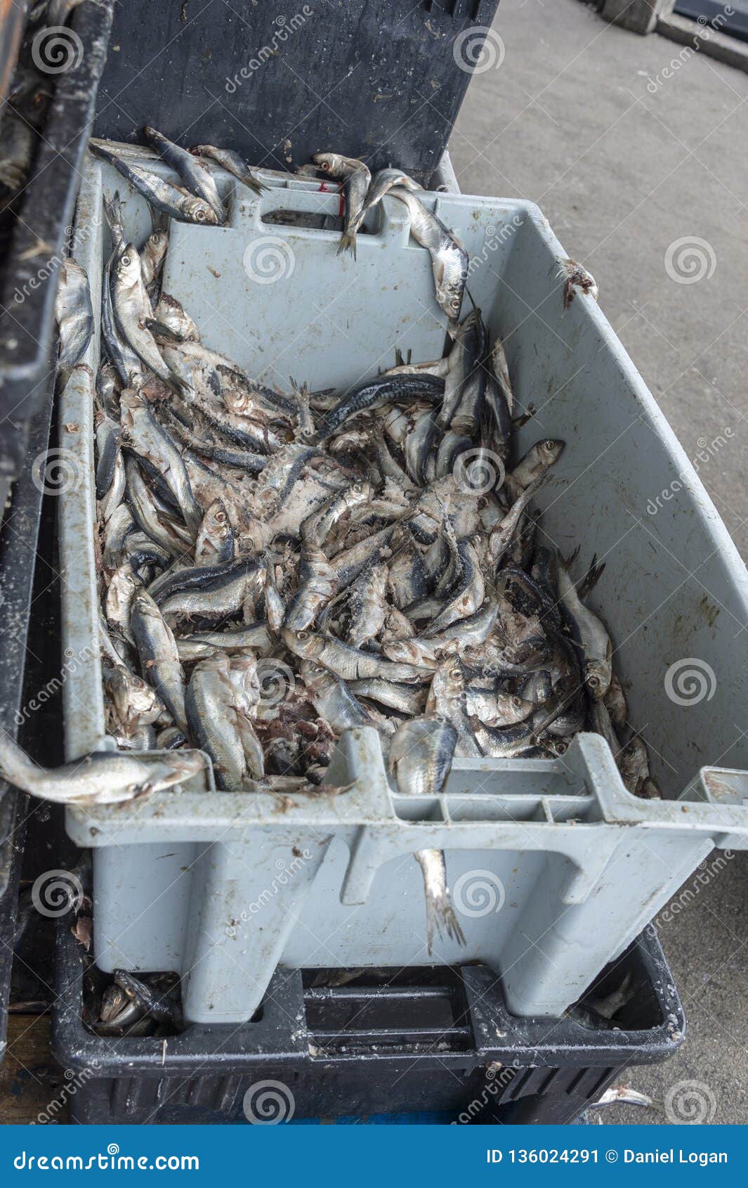 Crate of Herring for Lobster Bait Stock Image - Image of bait, commercial:  136024291