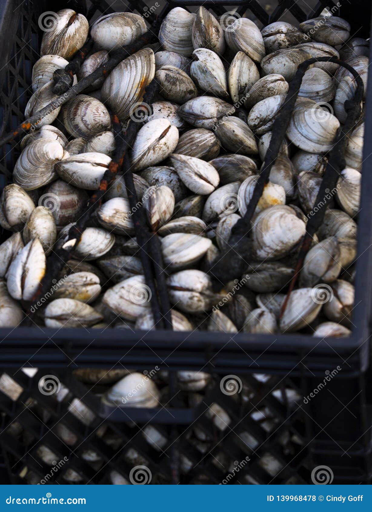 Oysters in a Crate in Wellfleet MA on Cape Cod Stock Photo - Image of