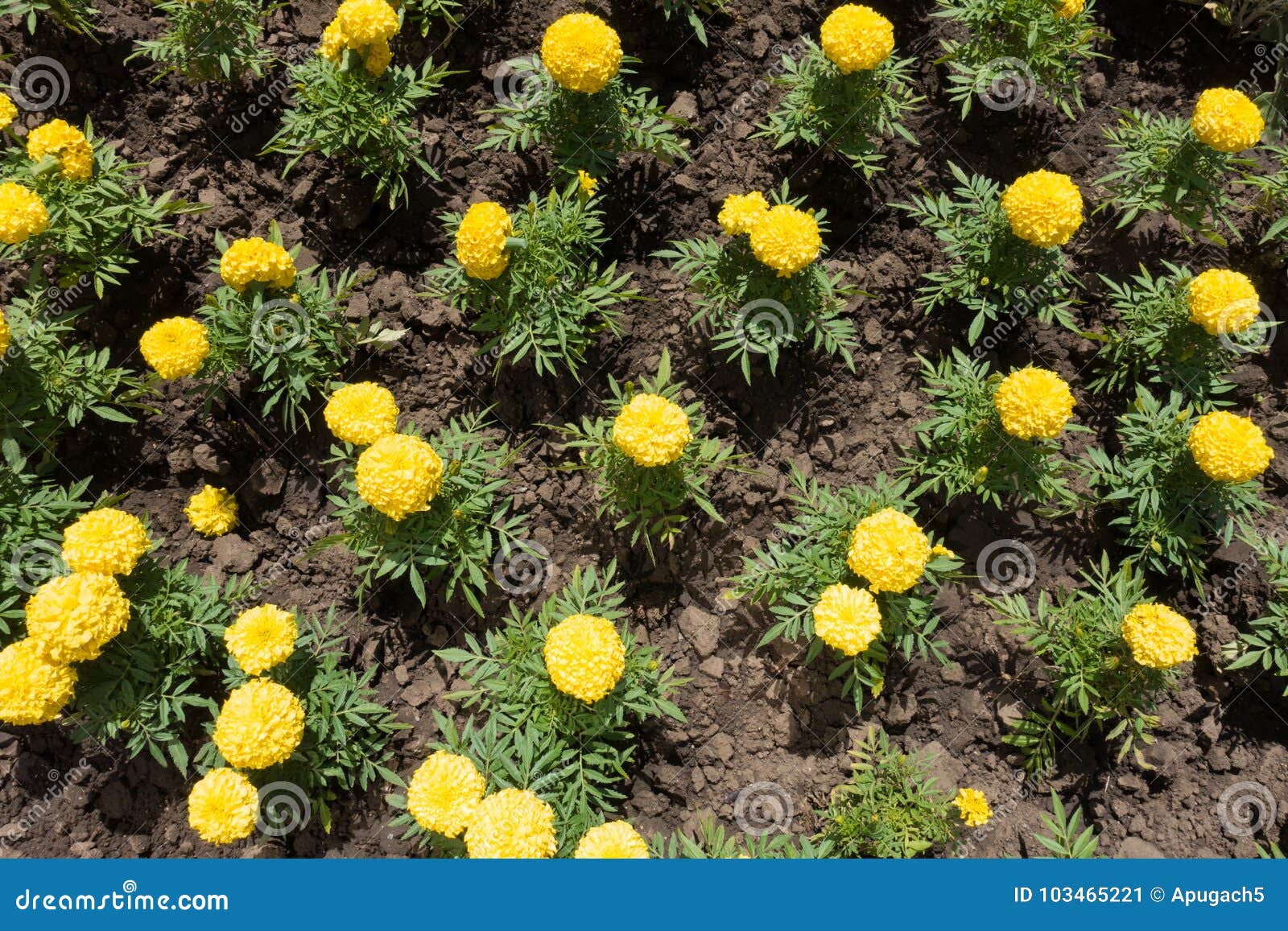 Cravo-de-defunto Amarelo Na Flor No Canteiro De Flores Imagem de Stock -  Imagem de planta, florescer: 103465221