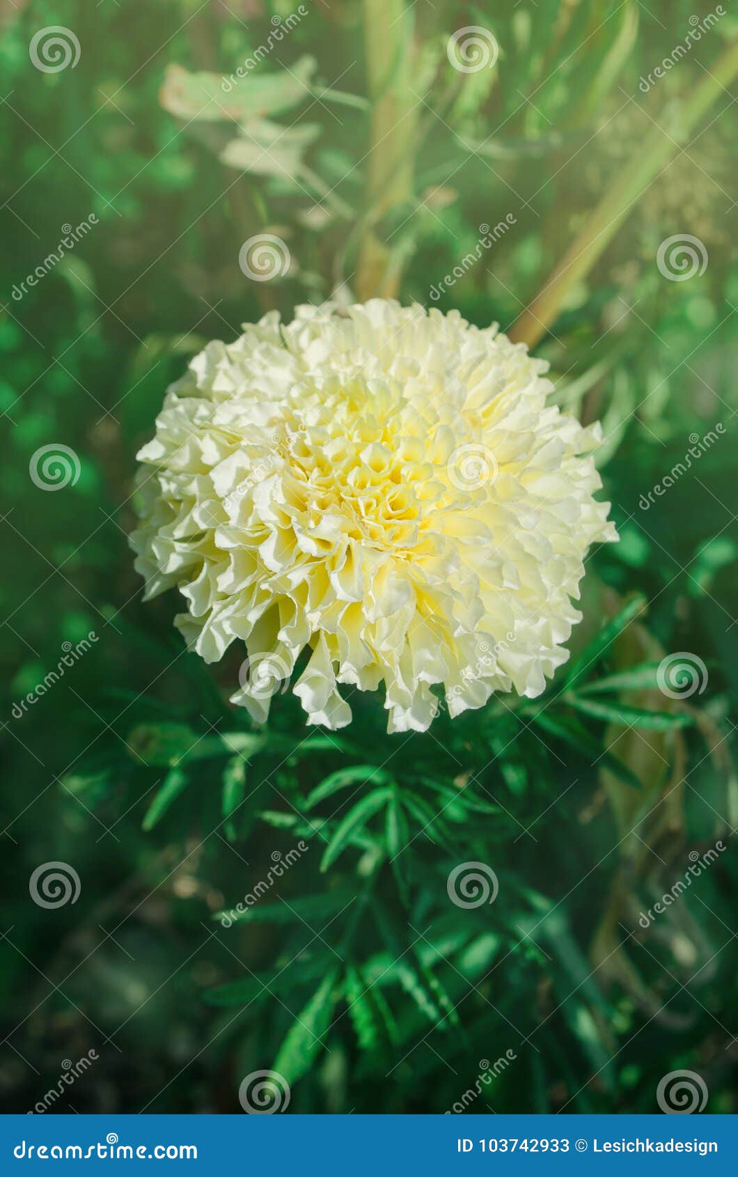 Cravo-de-defunto Cremoso Branco Bonito No Jardim Imagem de Stock - Imagem  de ouro, beleza: 103742933