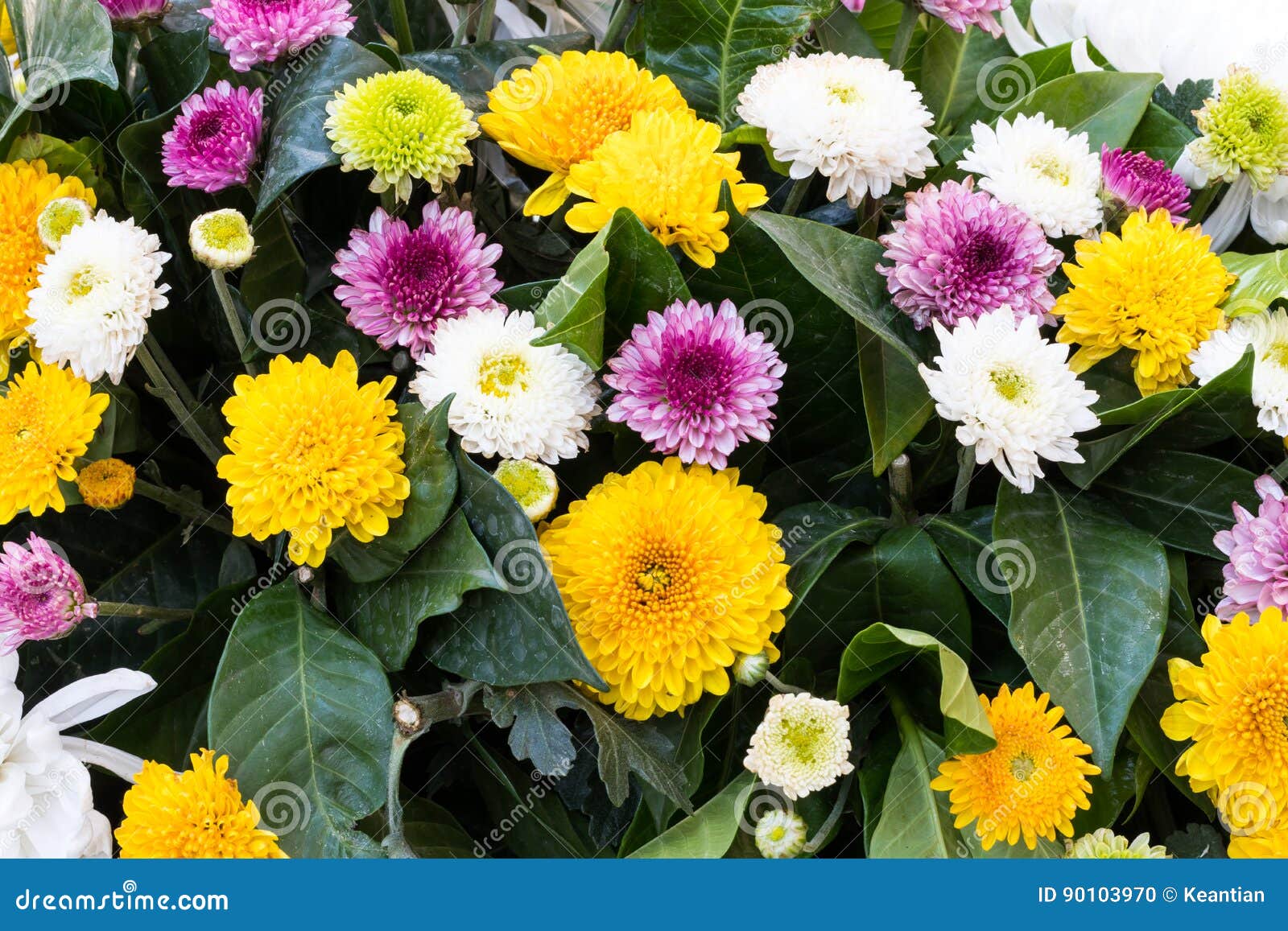 Cravo-de-defunto, Crisântemo, Gerbera Foto de Stock - Imagem de fêmea,  roxo: 90103970