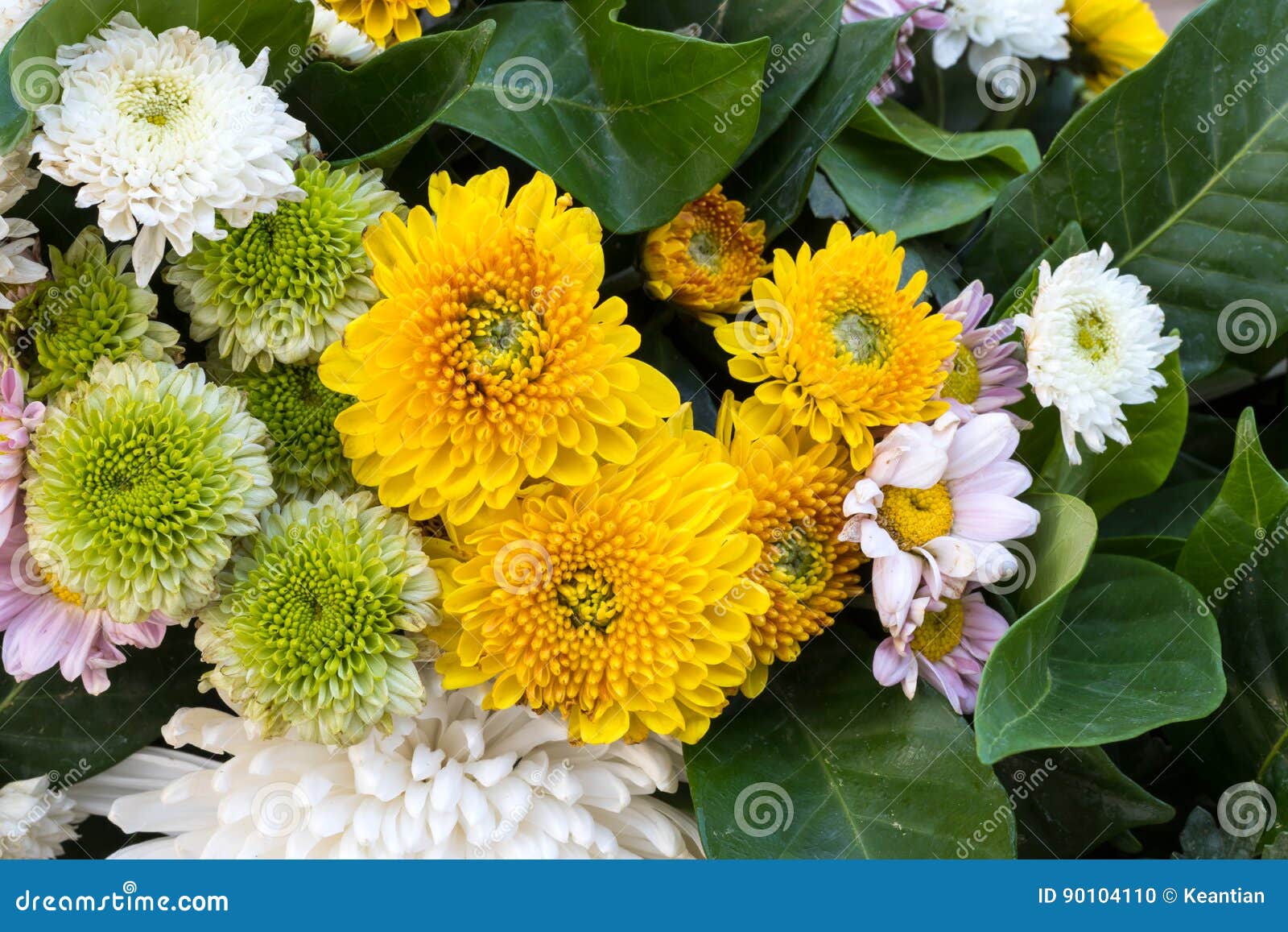 Cravo-de-defunto, Crisântemo, Gerbera Foto de Stock - Imagem de fêmea,  cultivado: 90104110