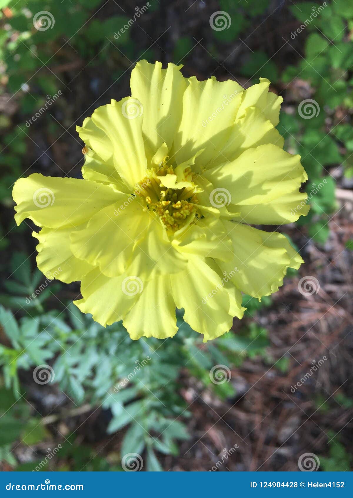 Cravo-de-defunto No Amarelo Os Cravos-de-defunto Vêm Em Uma Variedade De  Cores Foto de Stock - Imagem de alarido, calma: 124904428