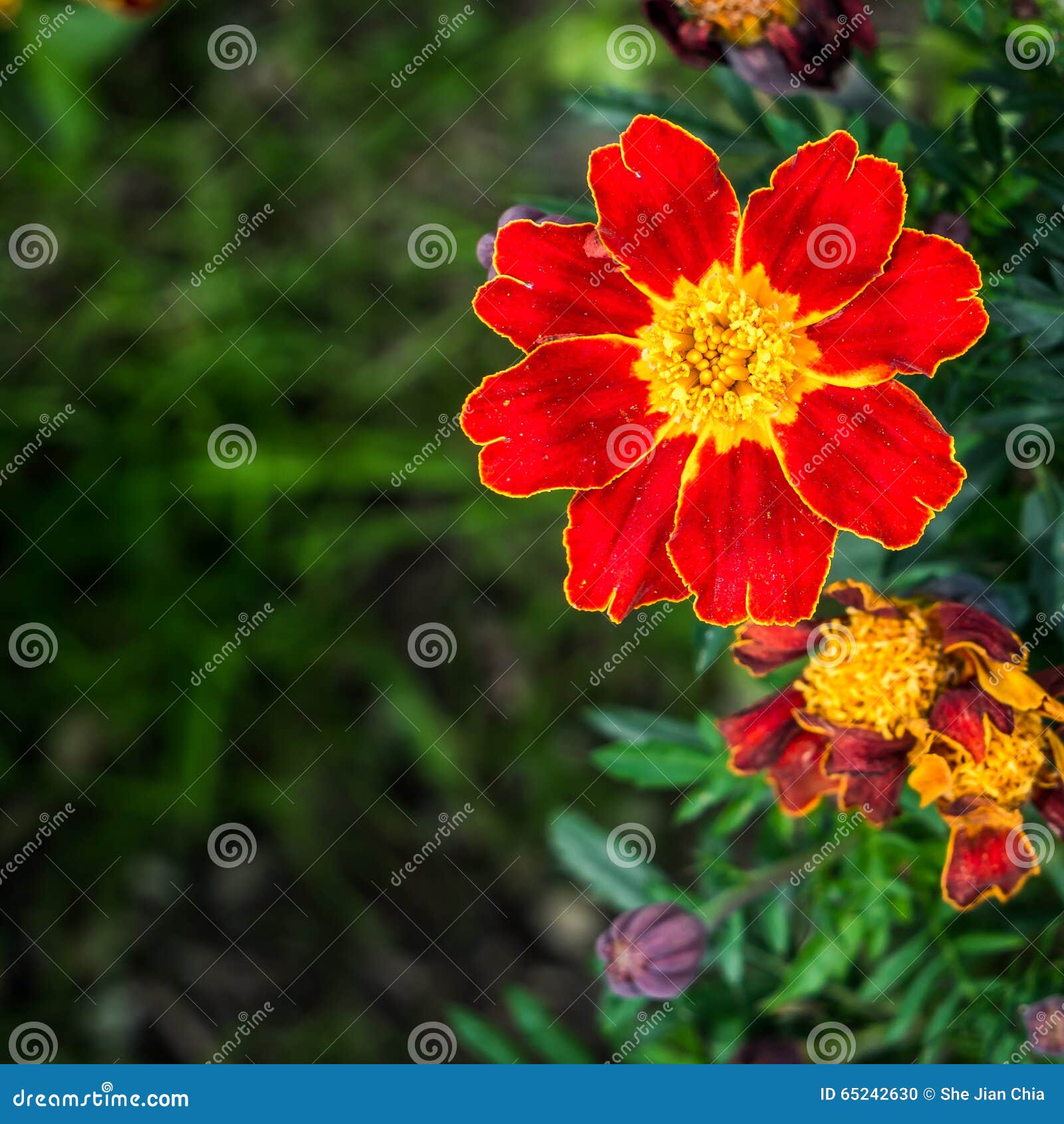 Cravo-de-defunto vermelho foto de stock. Imagem de flores - 65242630